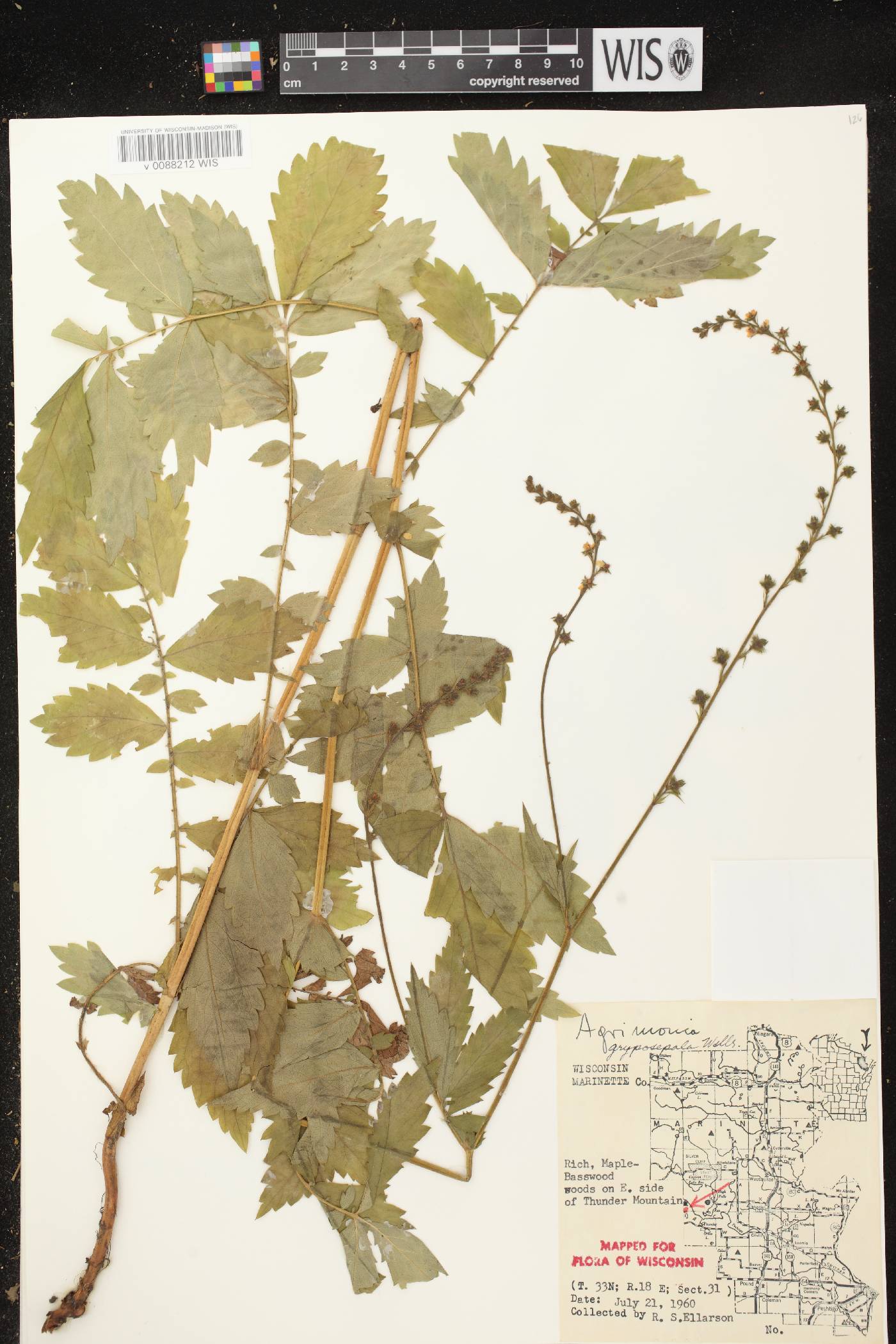 Agrimonia gryposepala image