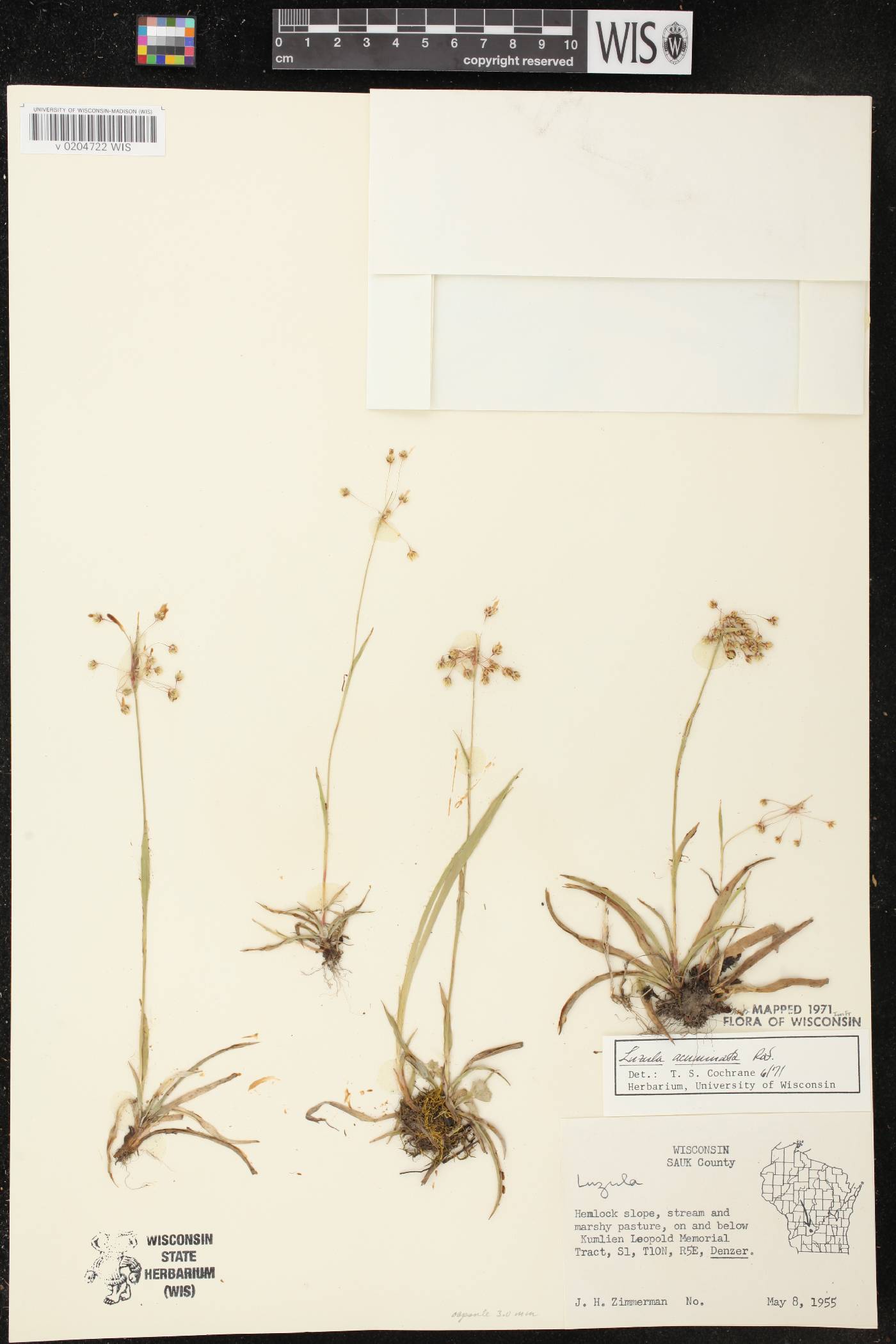 Luzula acuminata image