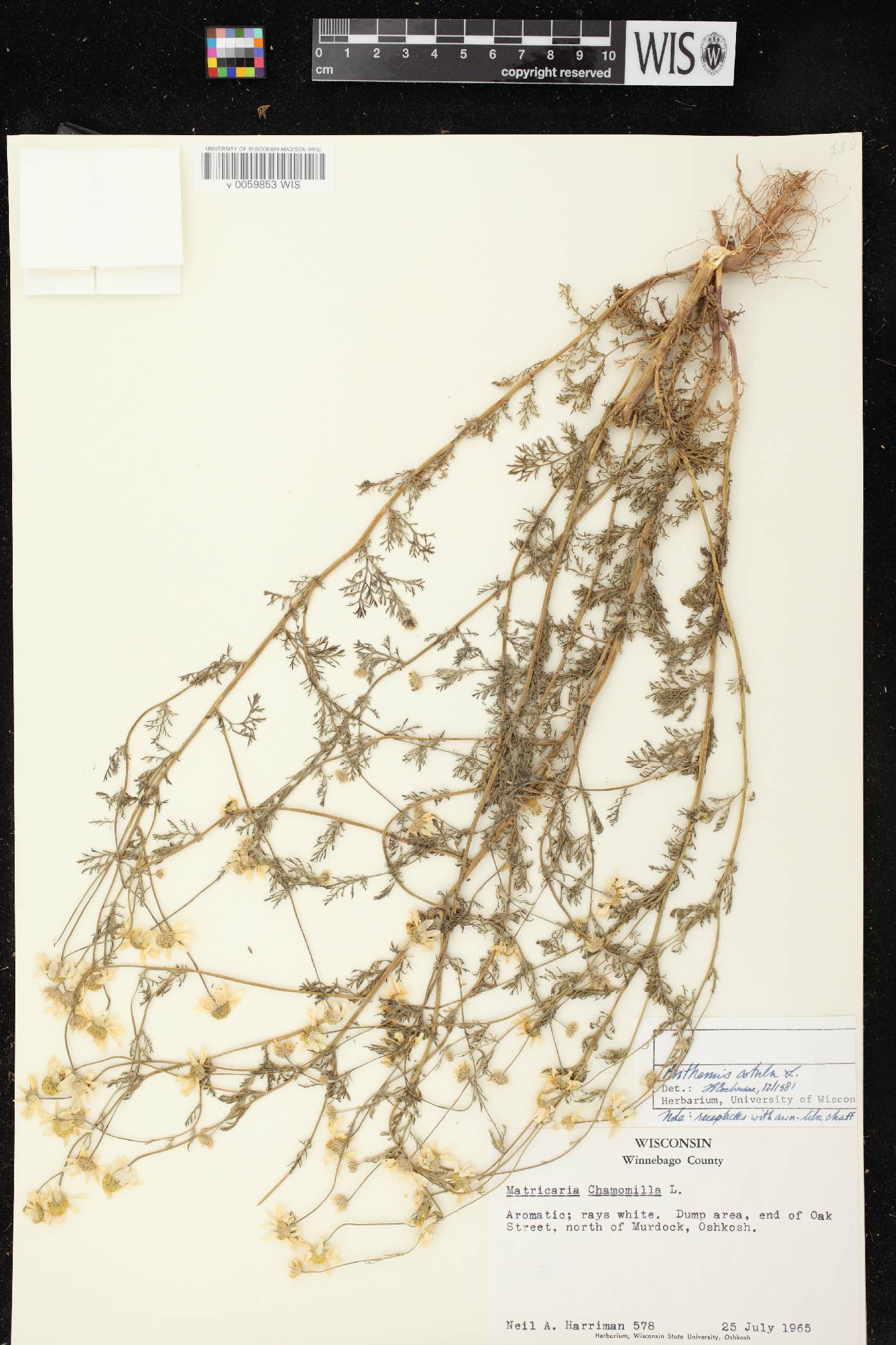 Anthemis cotula image