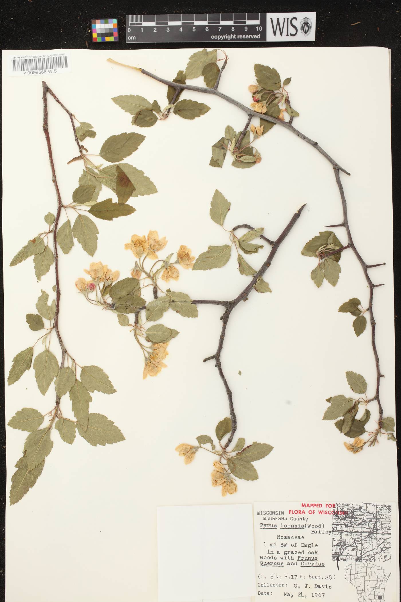 Malus ioensis image