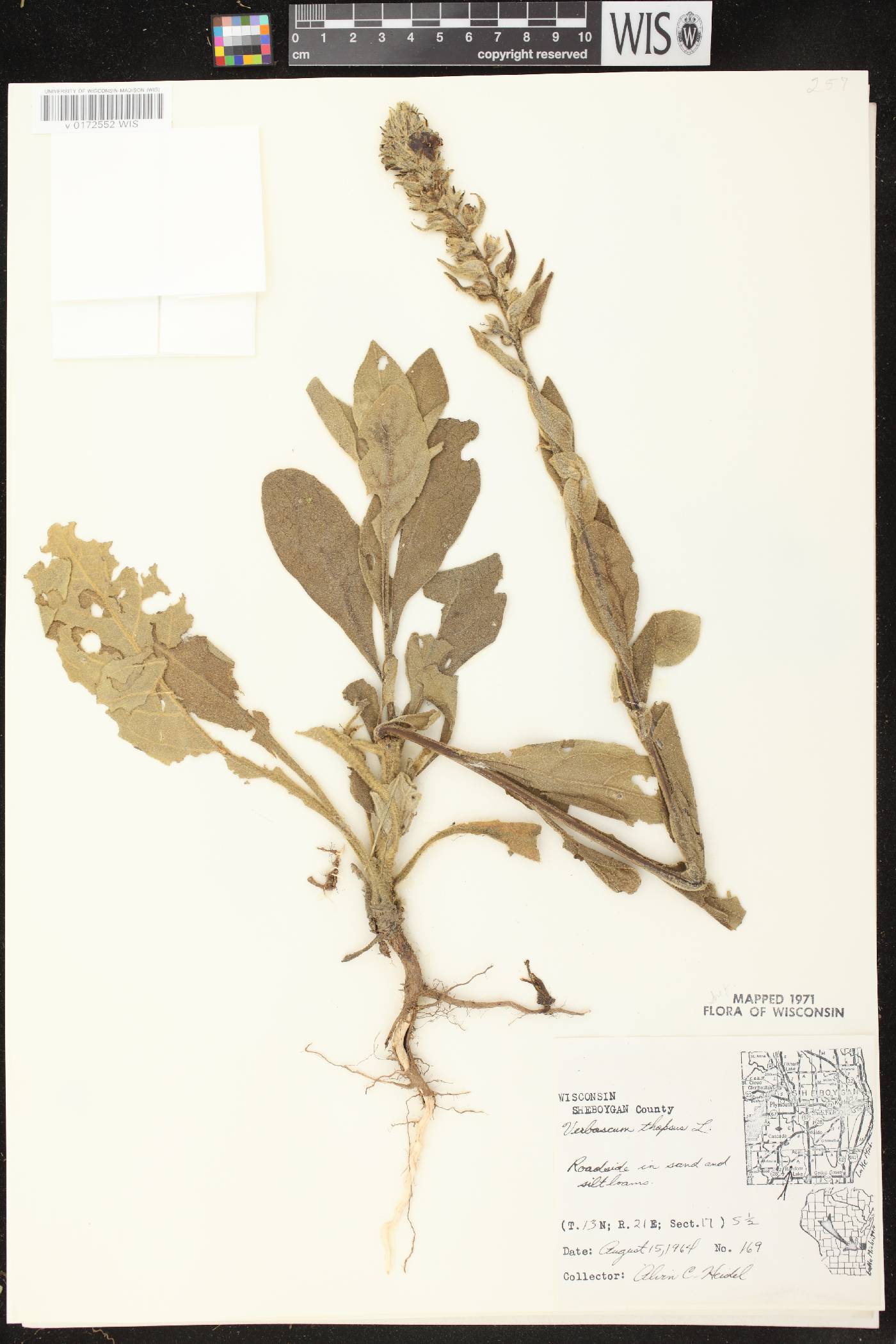 Verbascum thapsus image