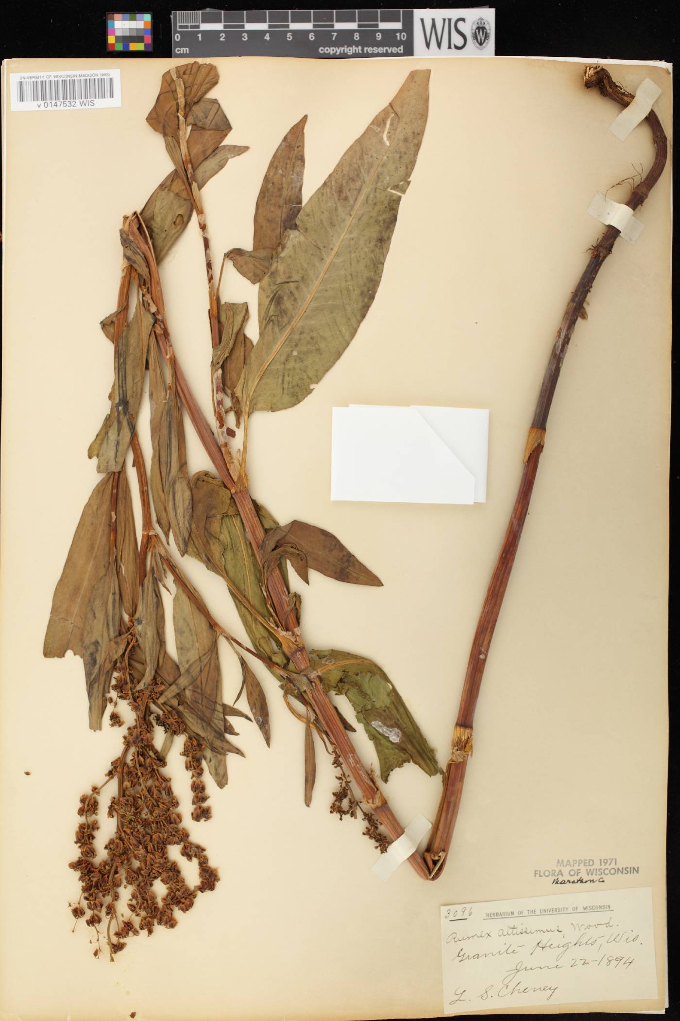 Rumex altissimus image