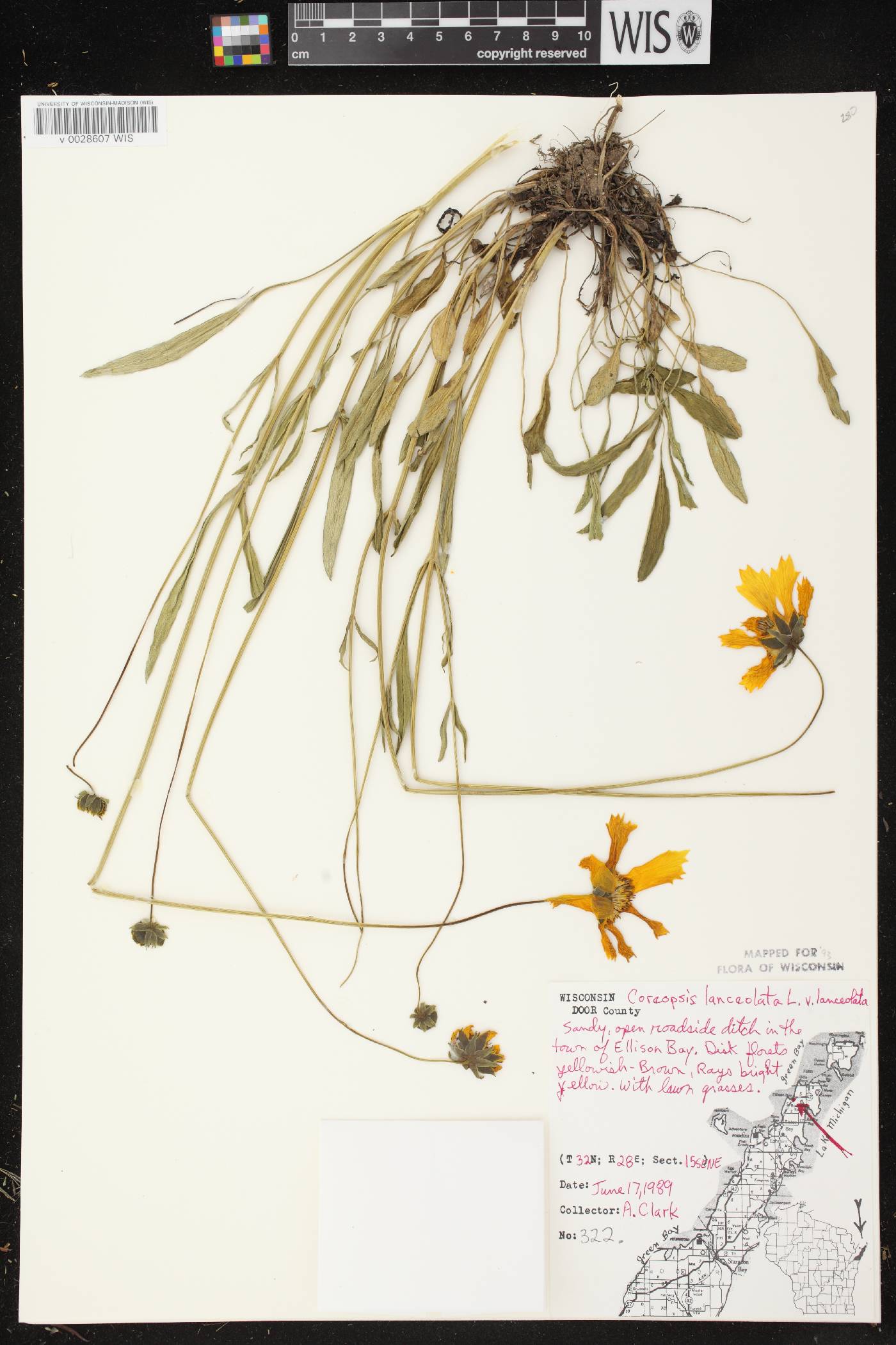 Coreopsis lanceolata image