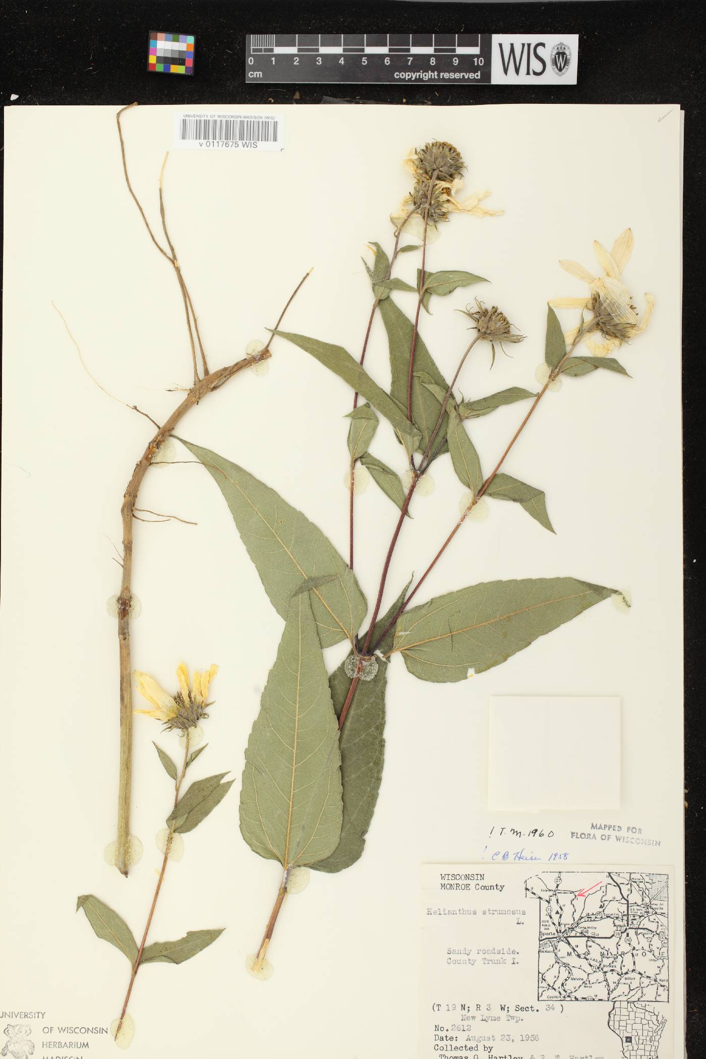 Helianthus strumosus image