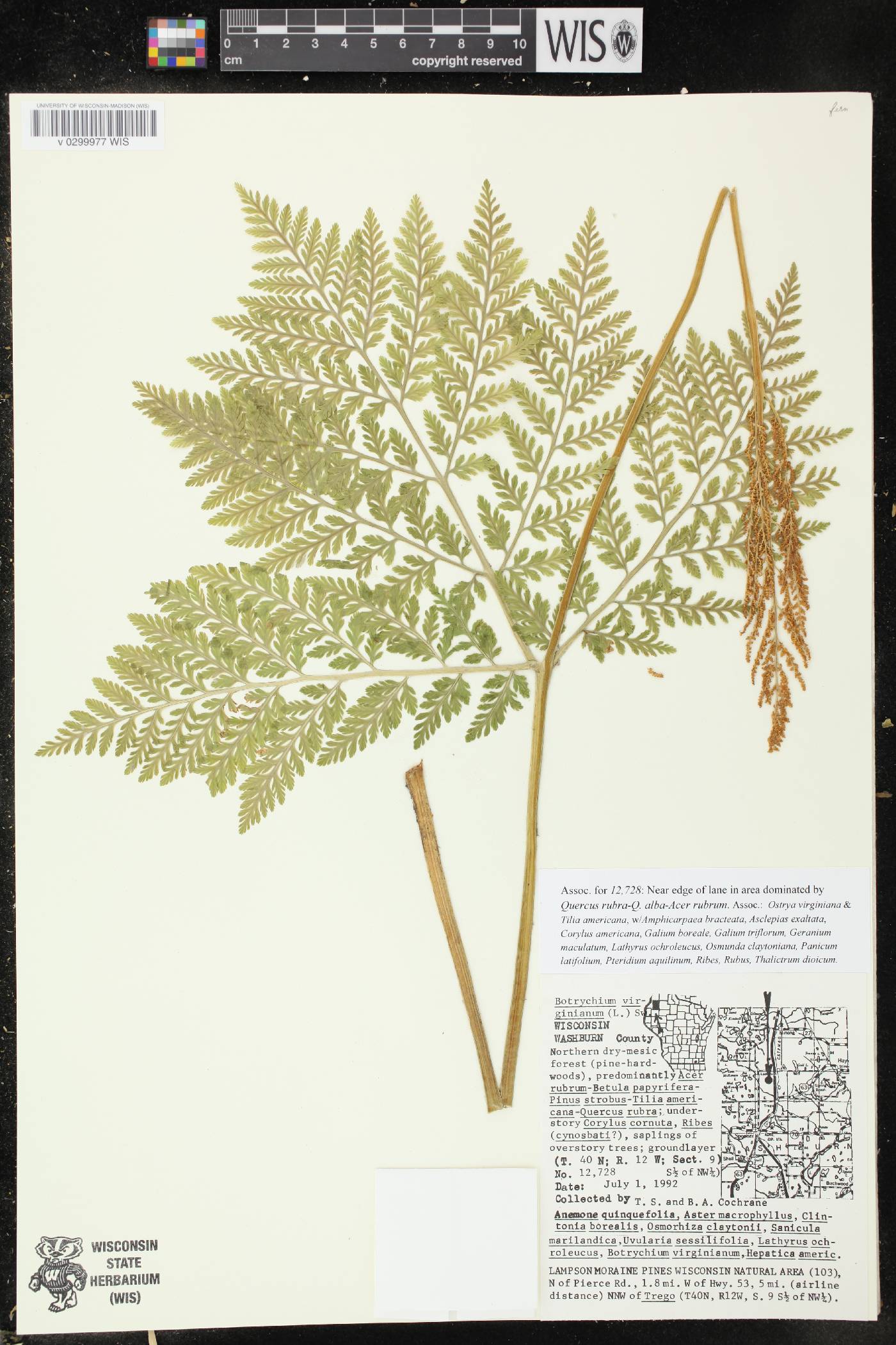 Botrypus virginianus image