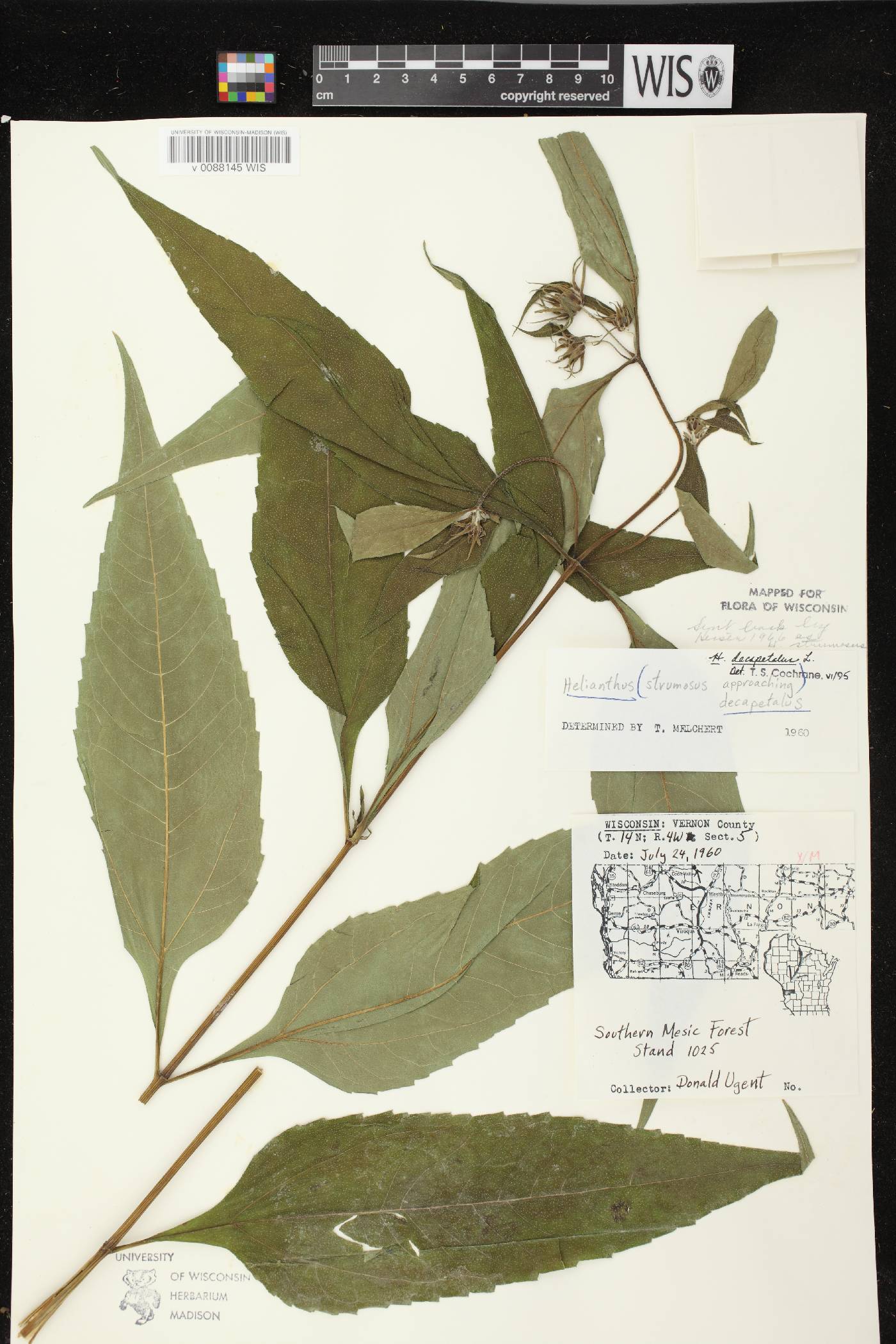Helianthus decapetalus image