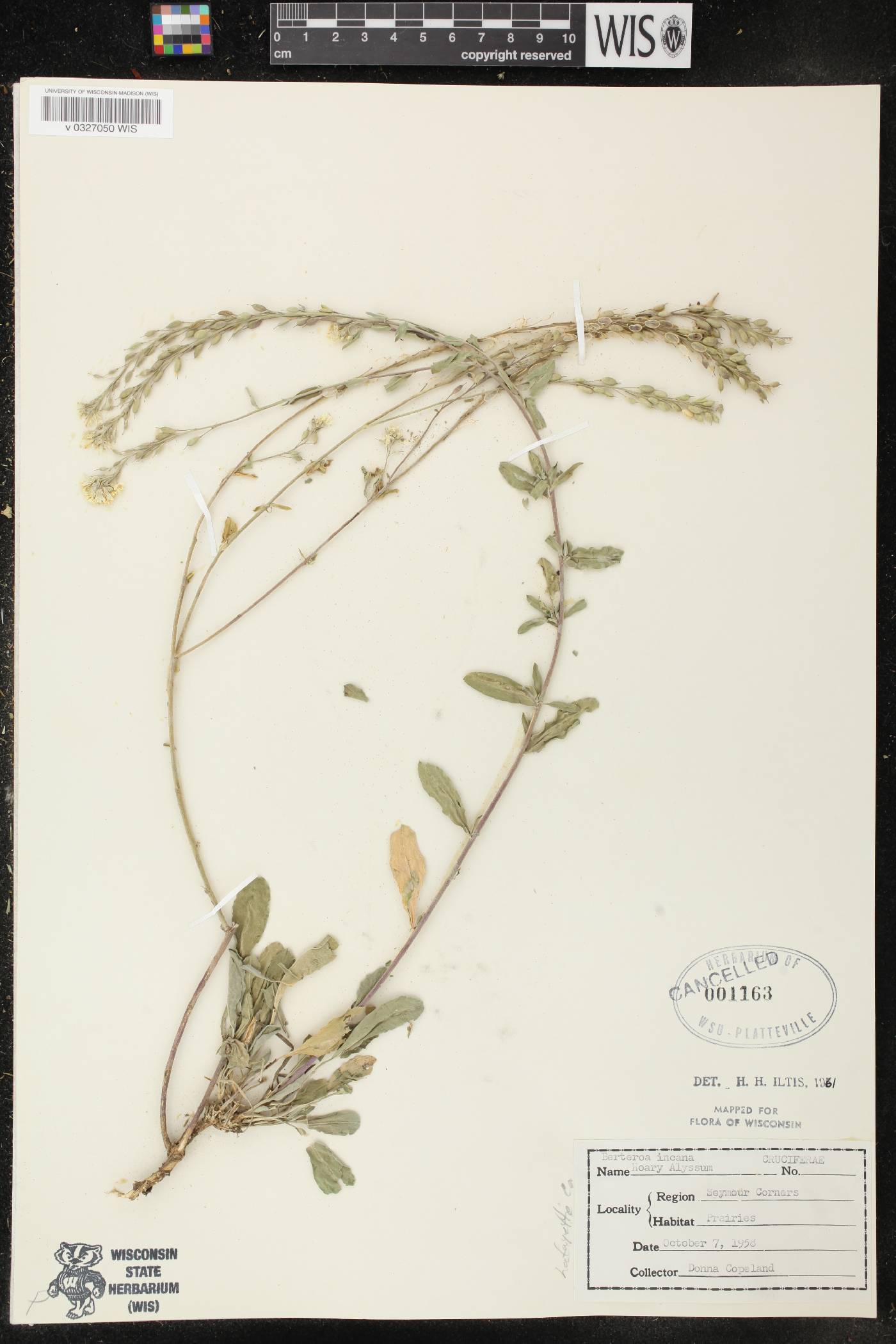 Berteroa incana image