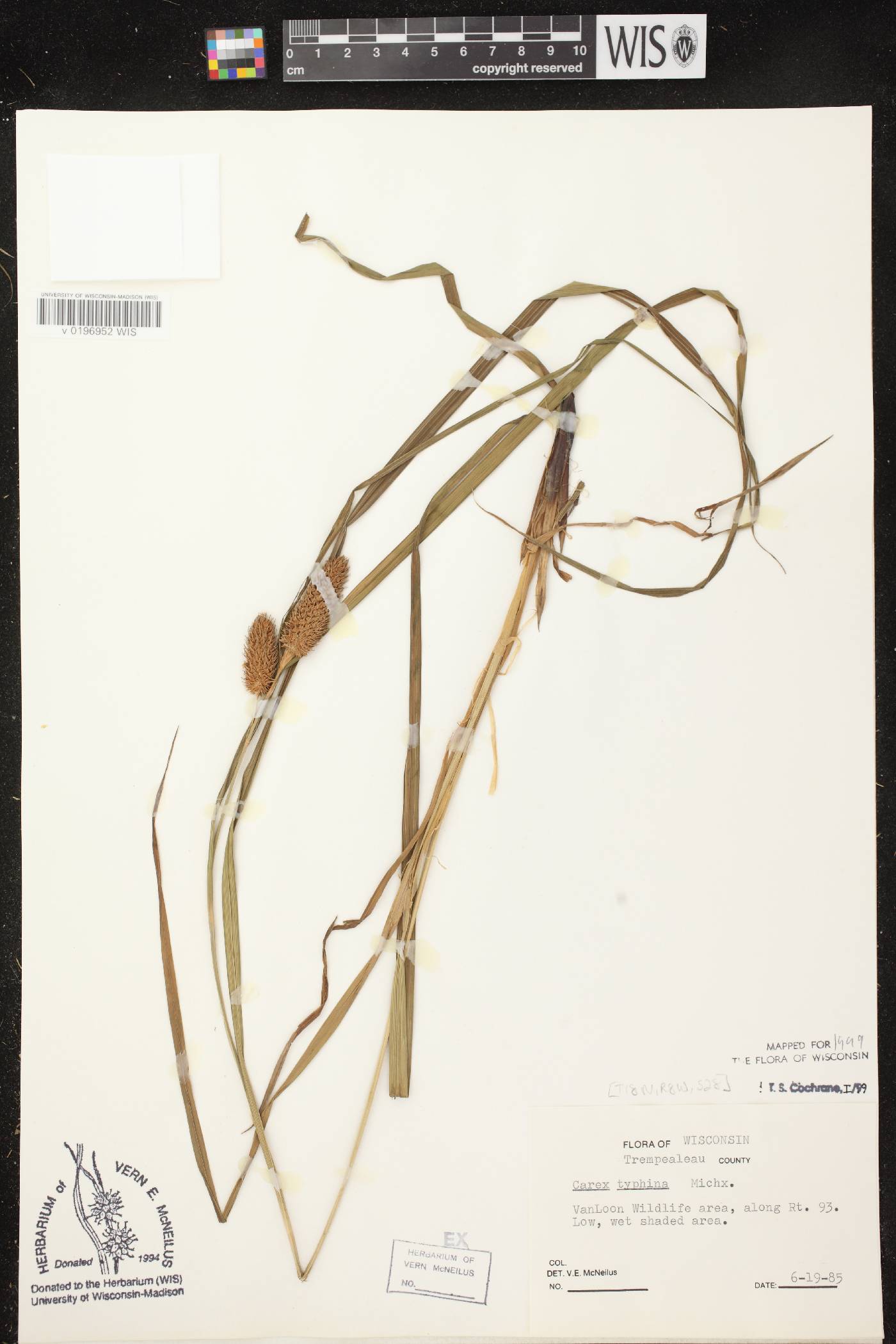 Carex typhina image