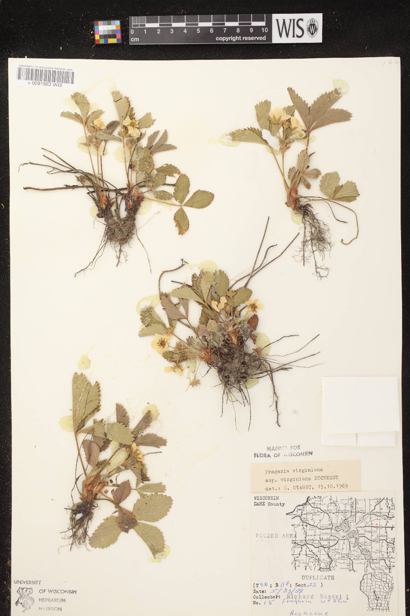 Fragaria virginiana image