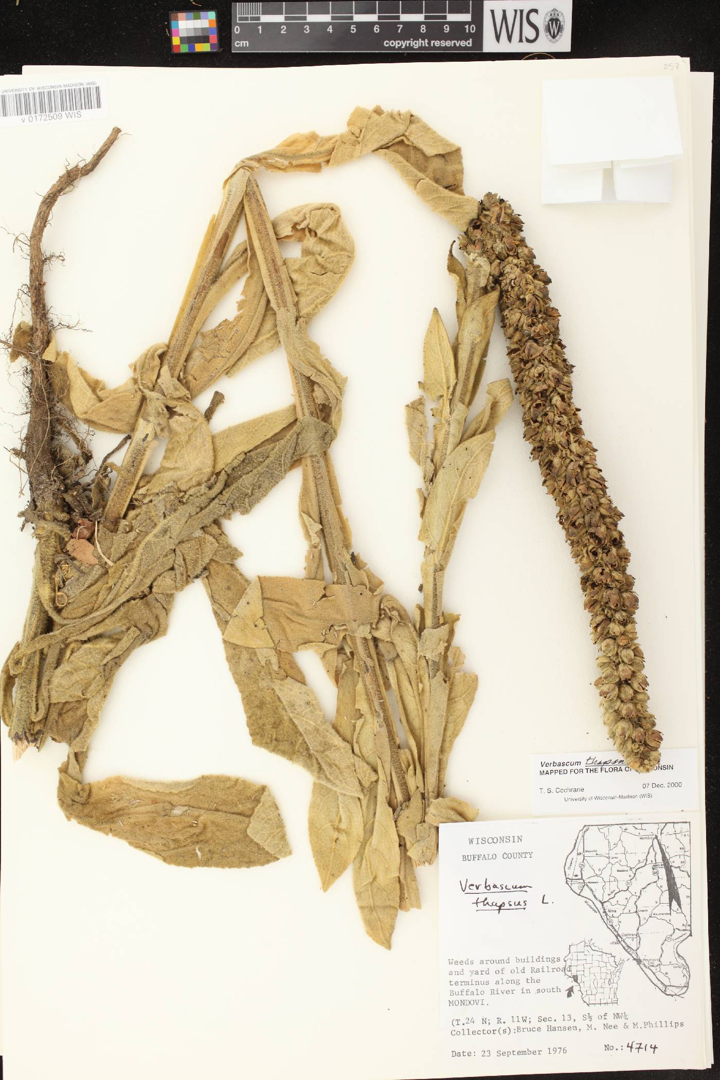 Verbascum thapsus image