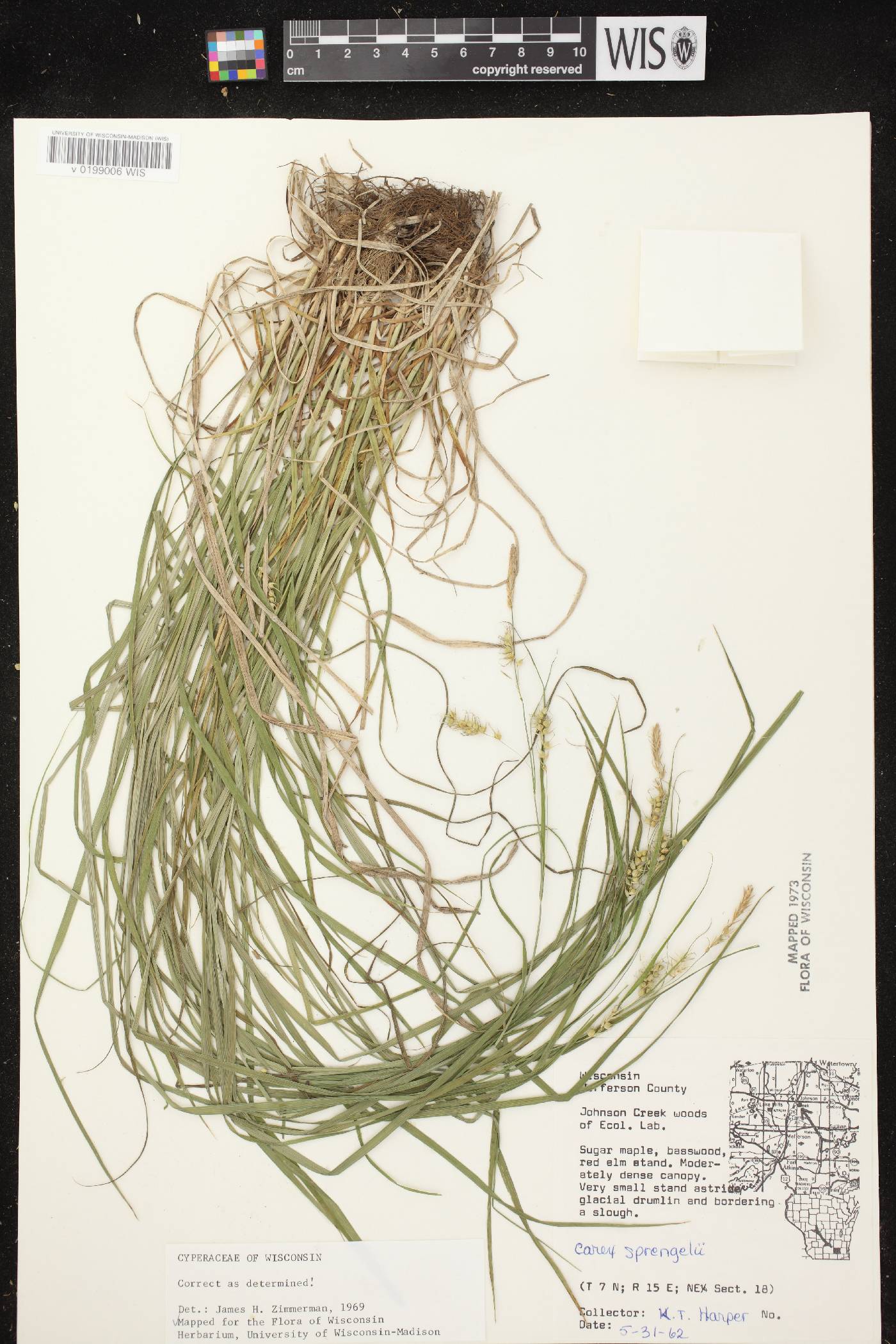 Carex sprengelii image