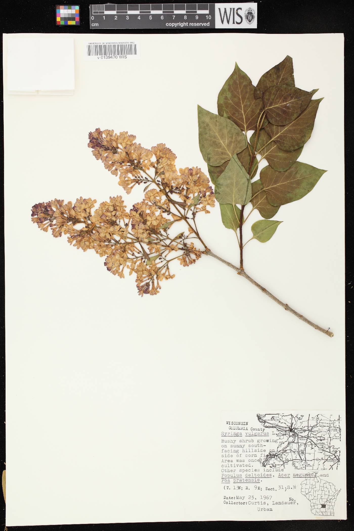 Syringa vulgaris image