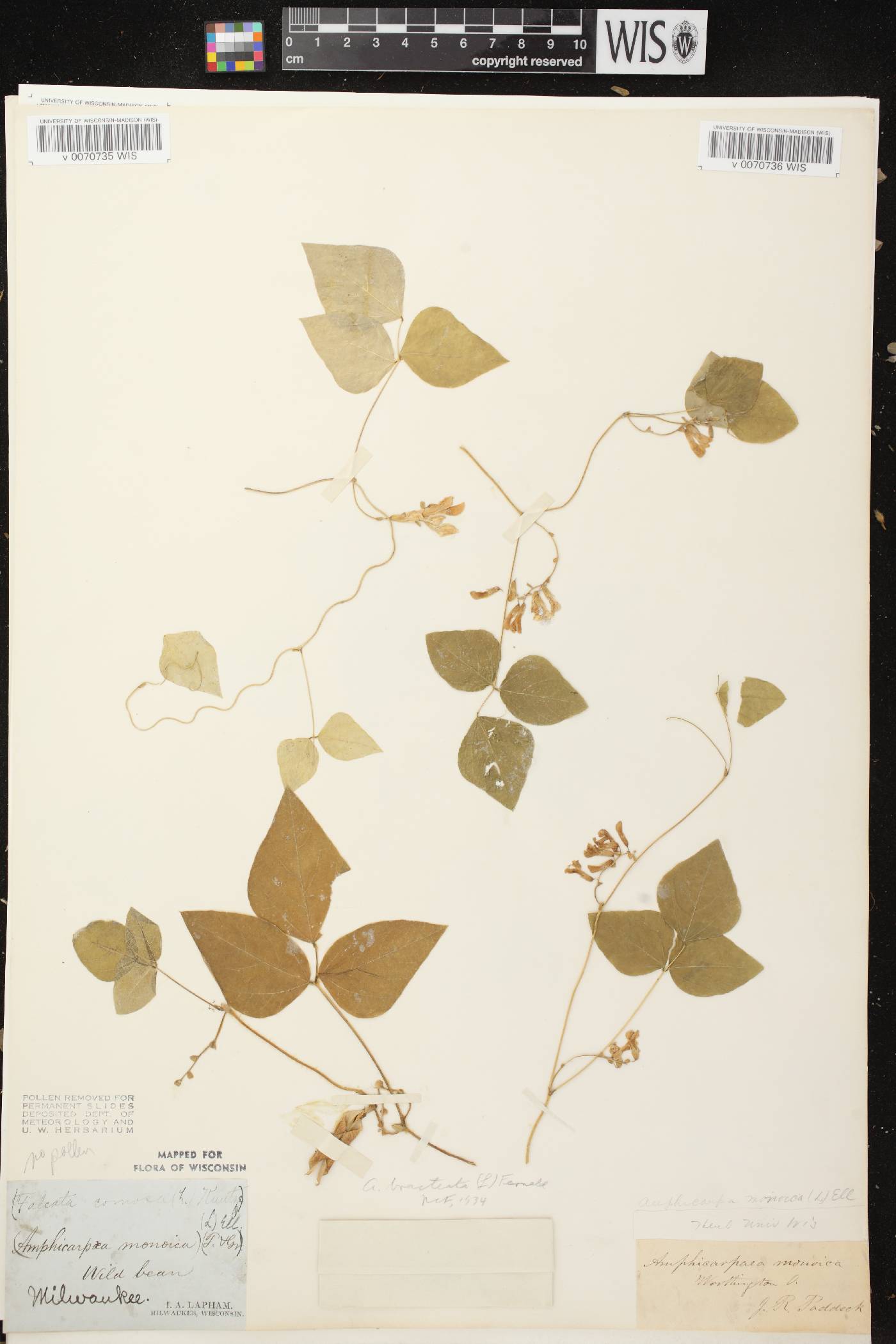 Amphicarpaea bracteata image