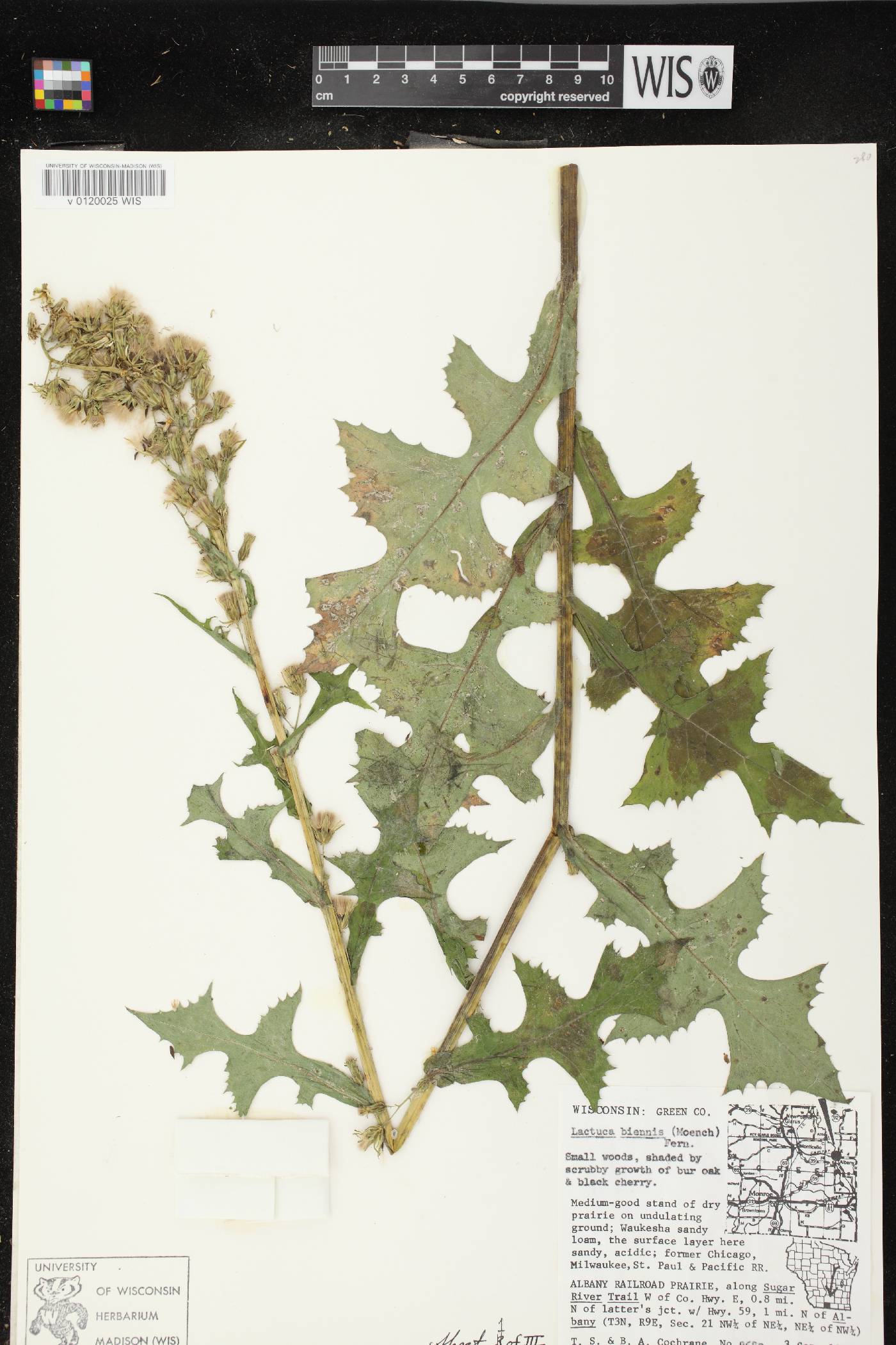 Lactuca biennis image