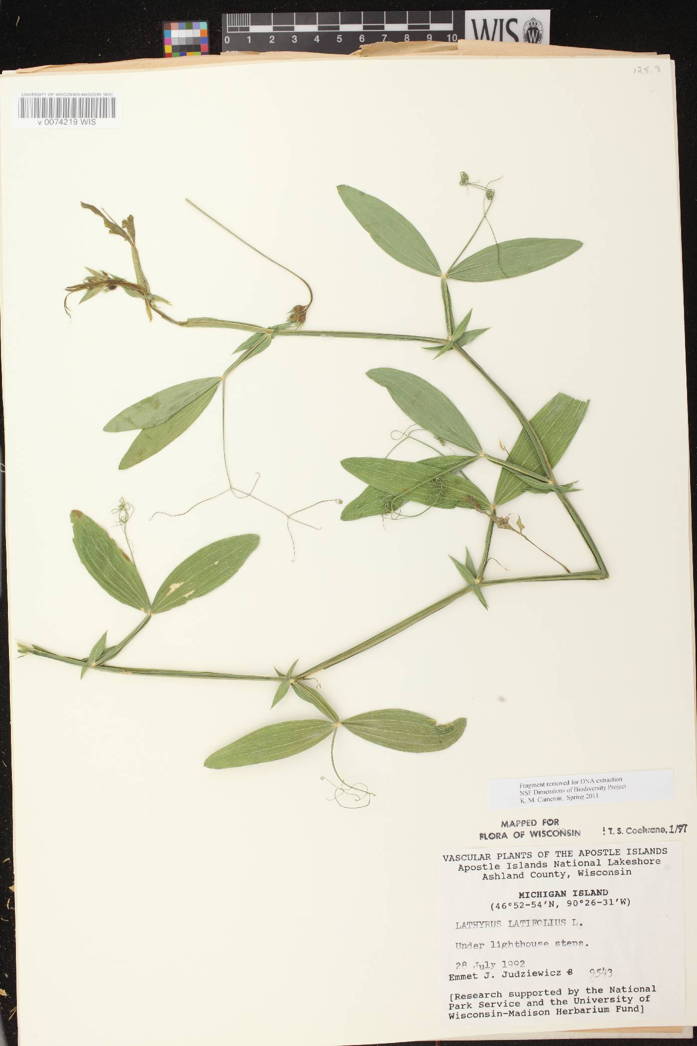 Lathyrus latifolius image