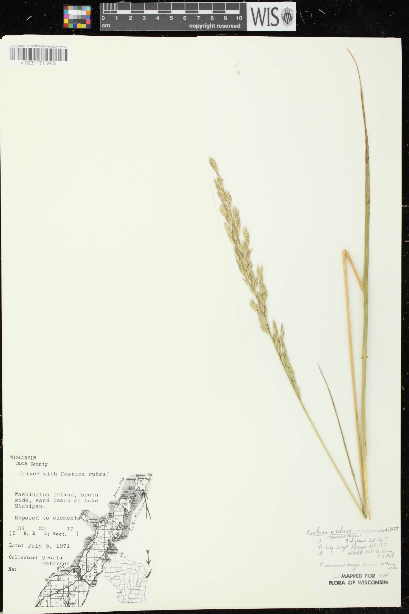 Lolium pratense image