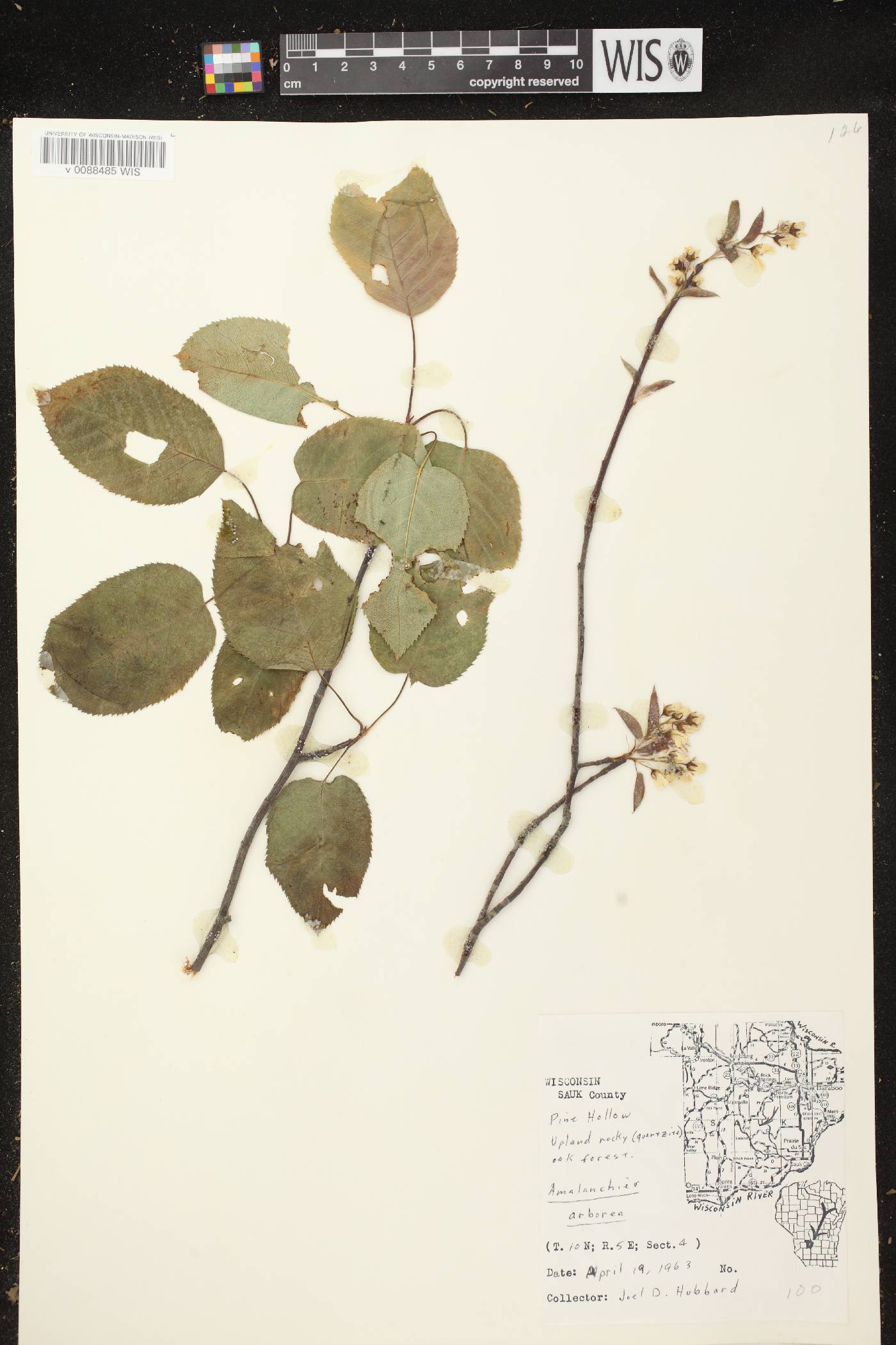 Amelanchier arborea image