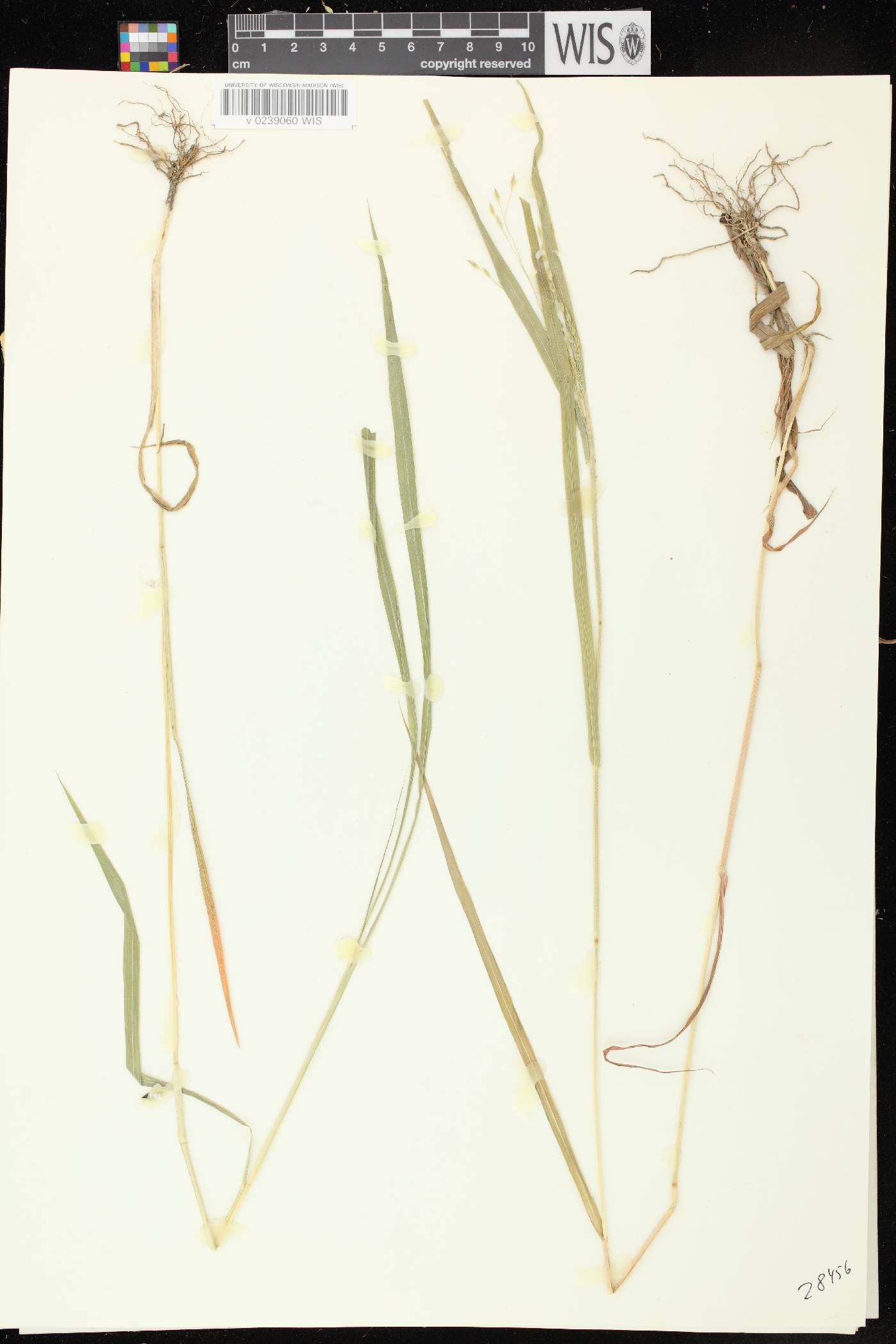 Panicum miliaceum subsp. ruderale image