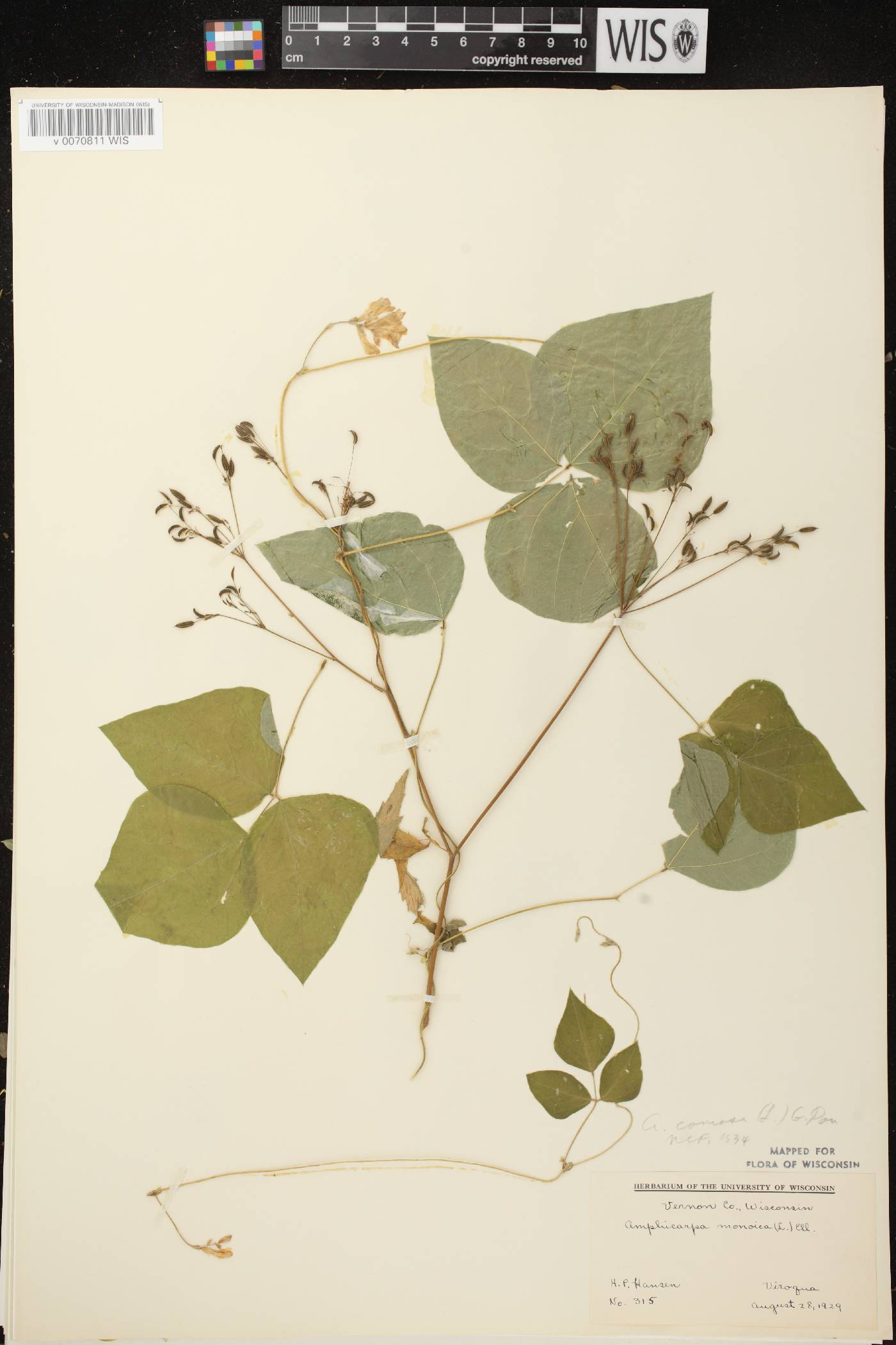 Amphicarpaea bracteata image