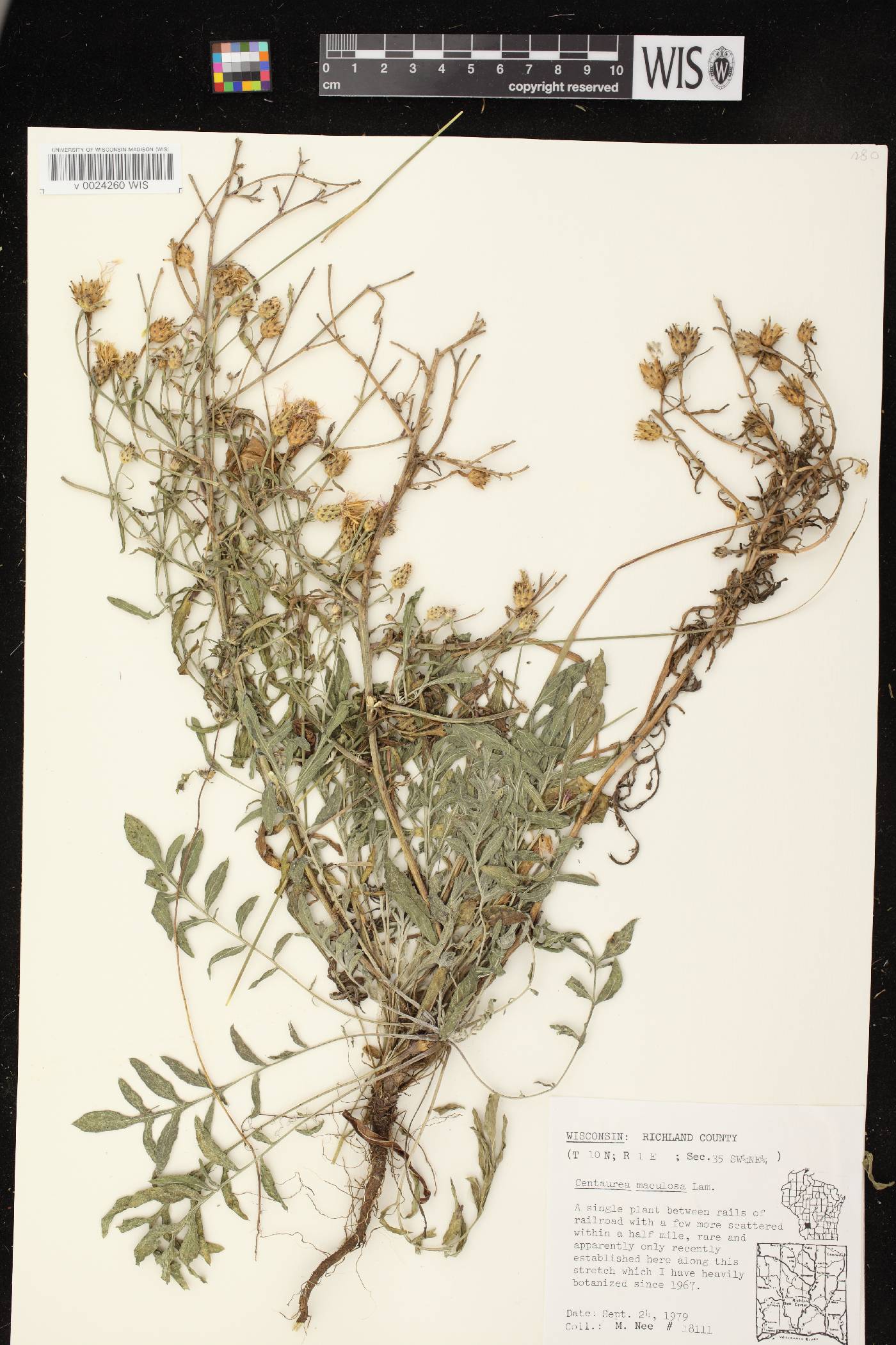 Centaurea stoebe image
