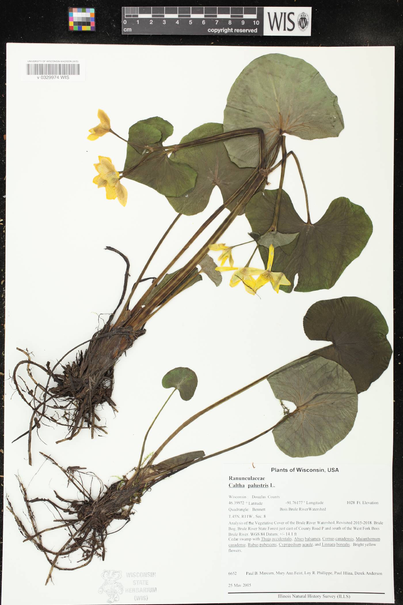 Caltha palustris image