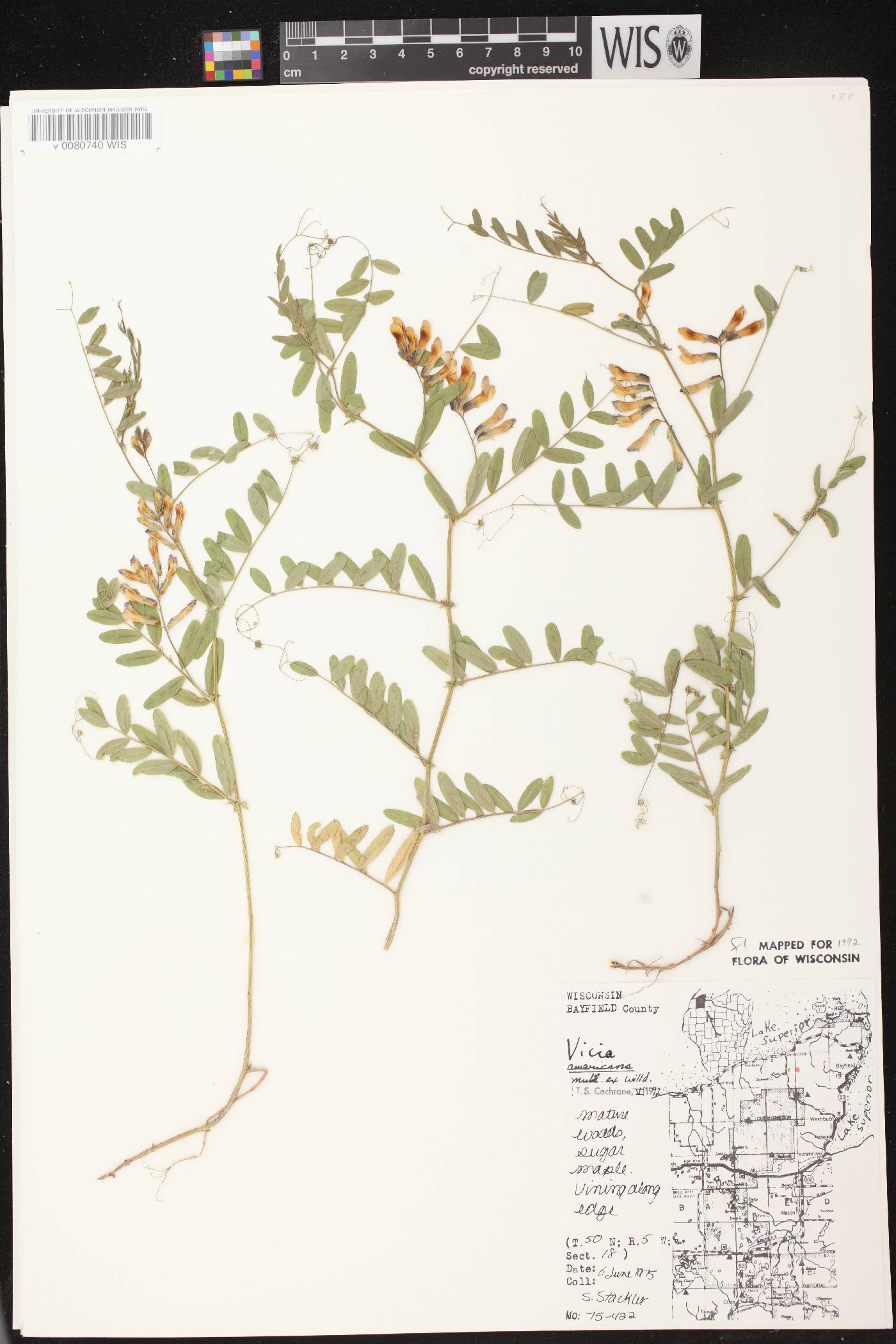 Vicia americana subsp. americana image