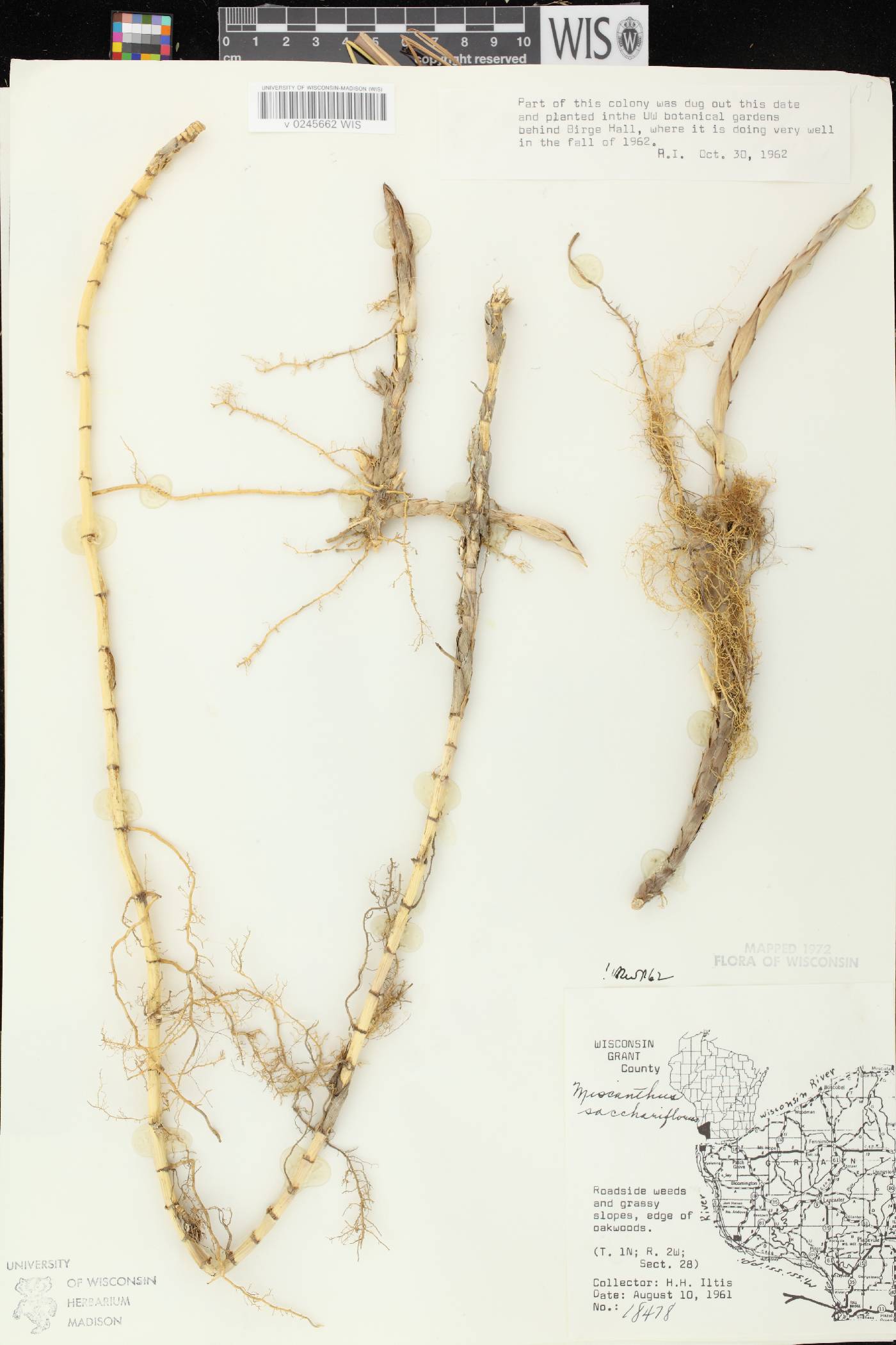 Miscanthus sacchariflorus image