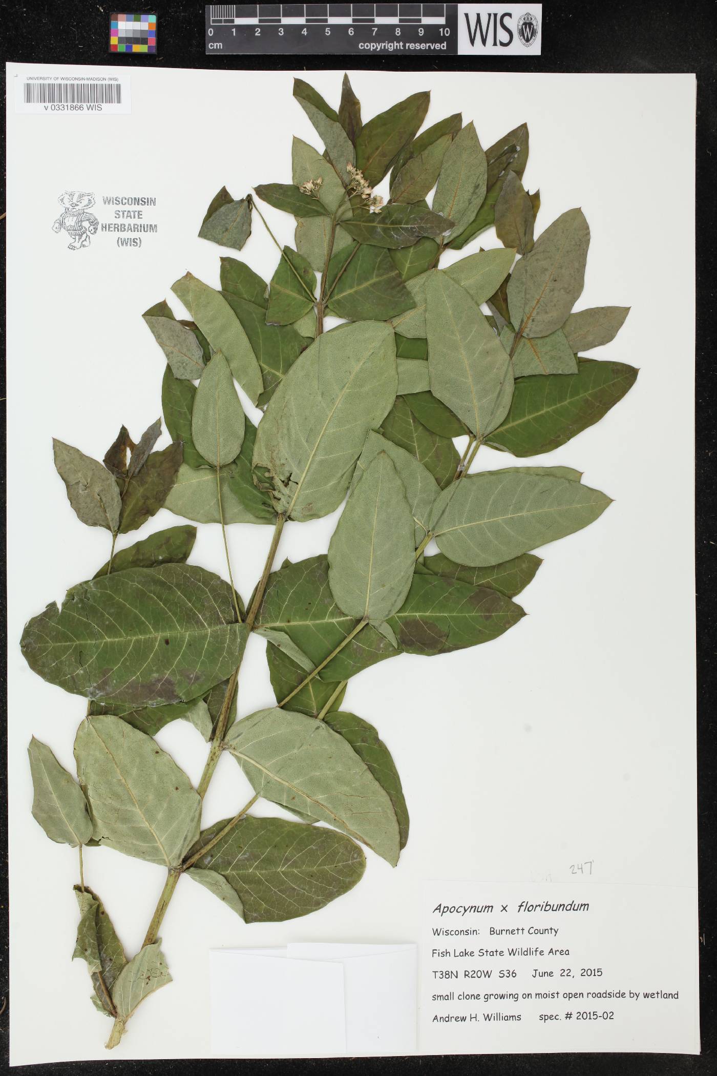 Apocynum x floribundum image
