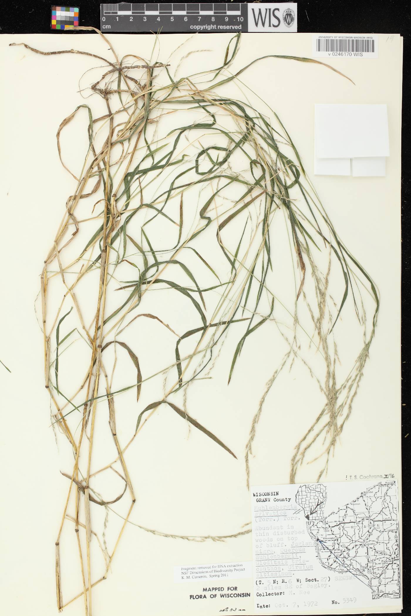 Muhlenbergia sylvatica image
