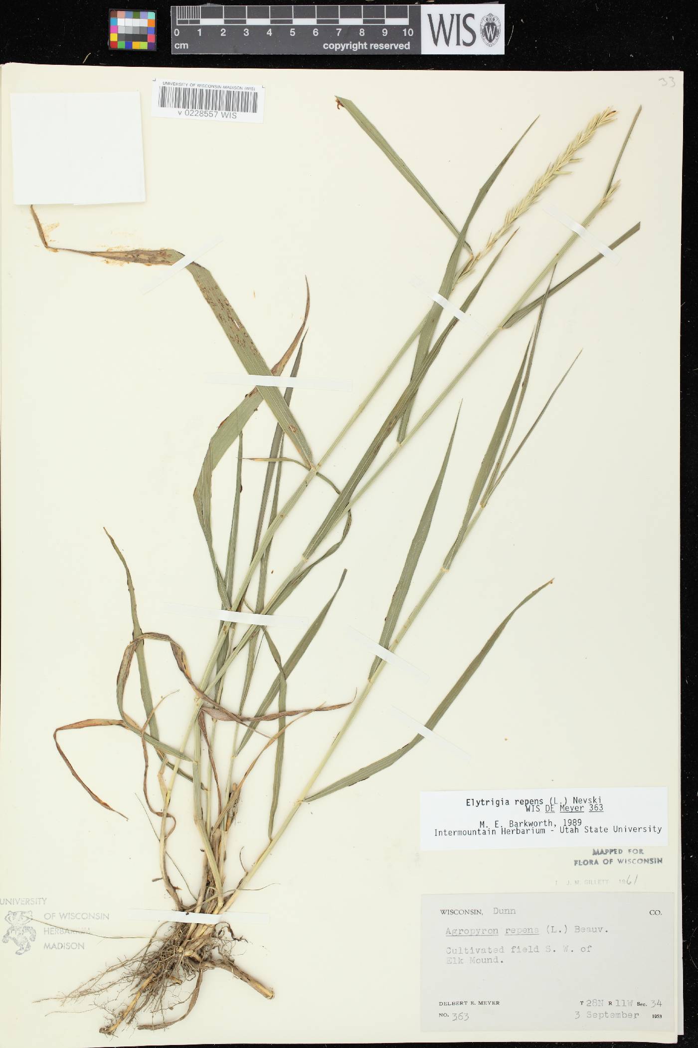 Elymus repens image