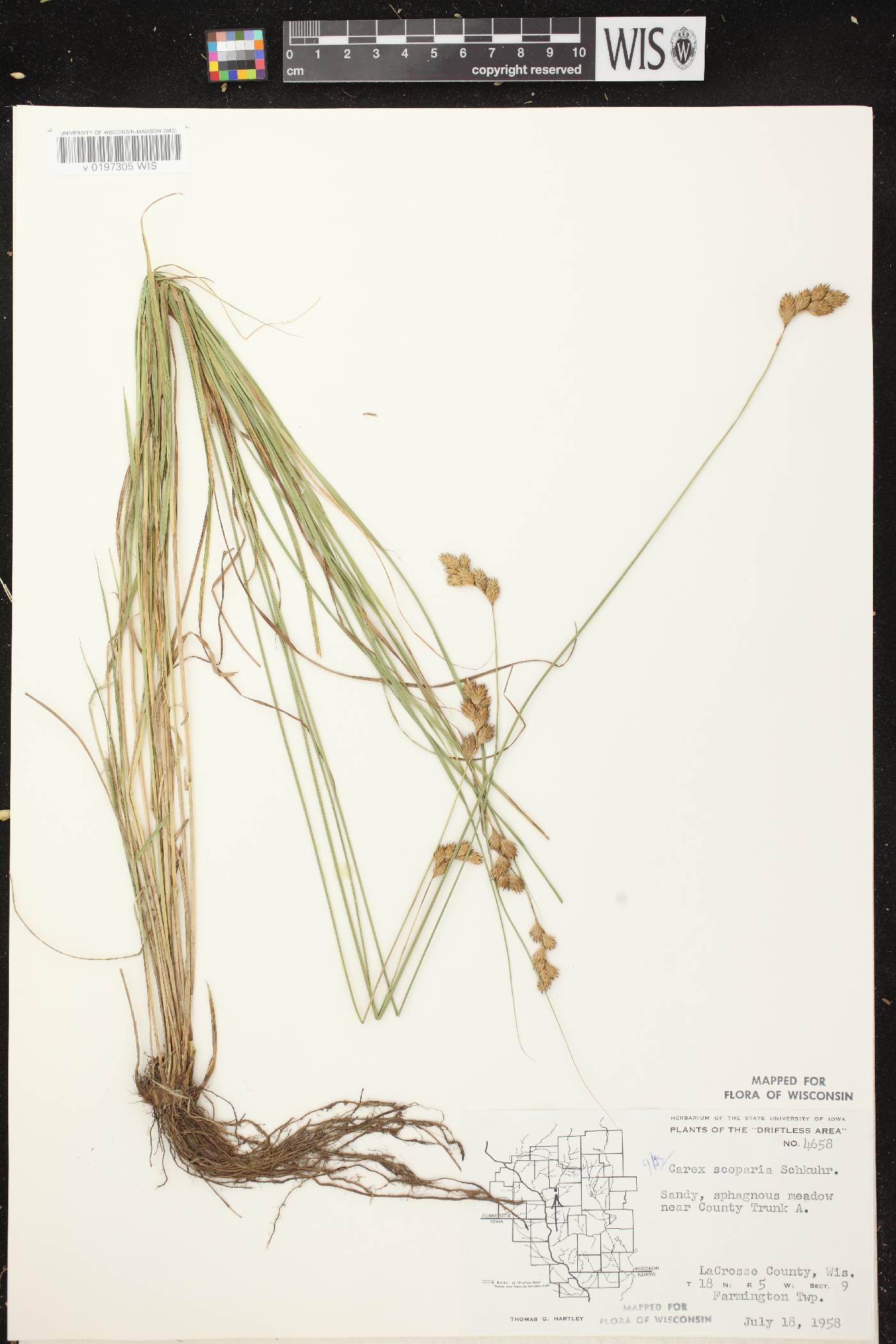 Carex scoparia var. scoparia image