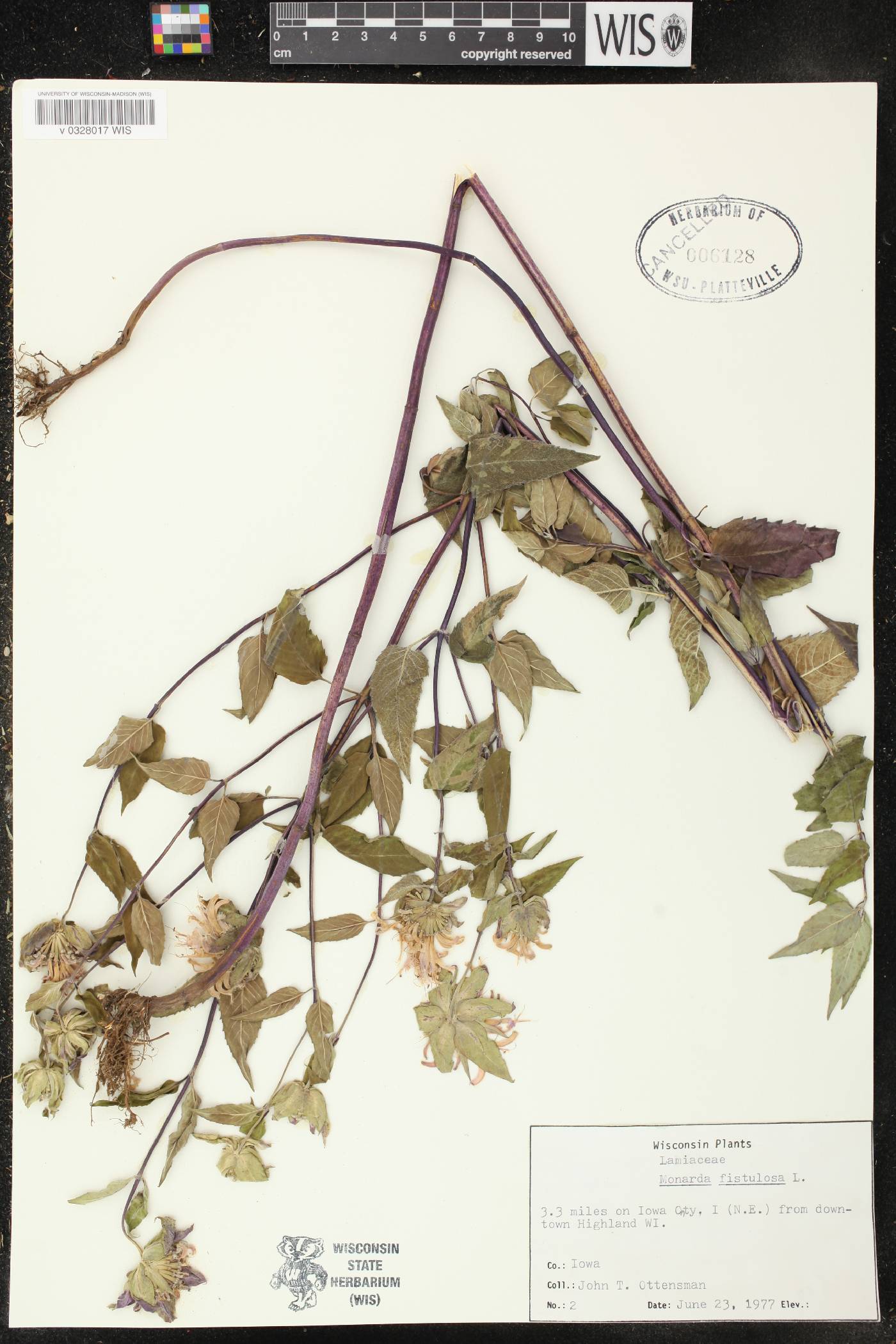 Monarda fistulosa image