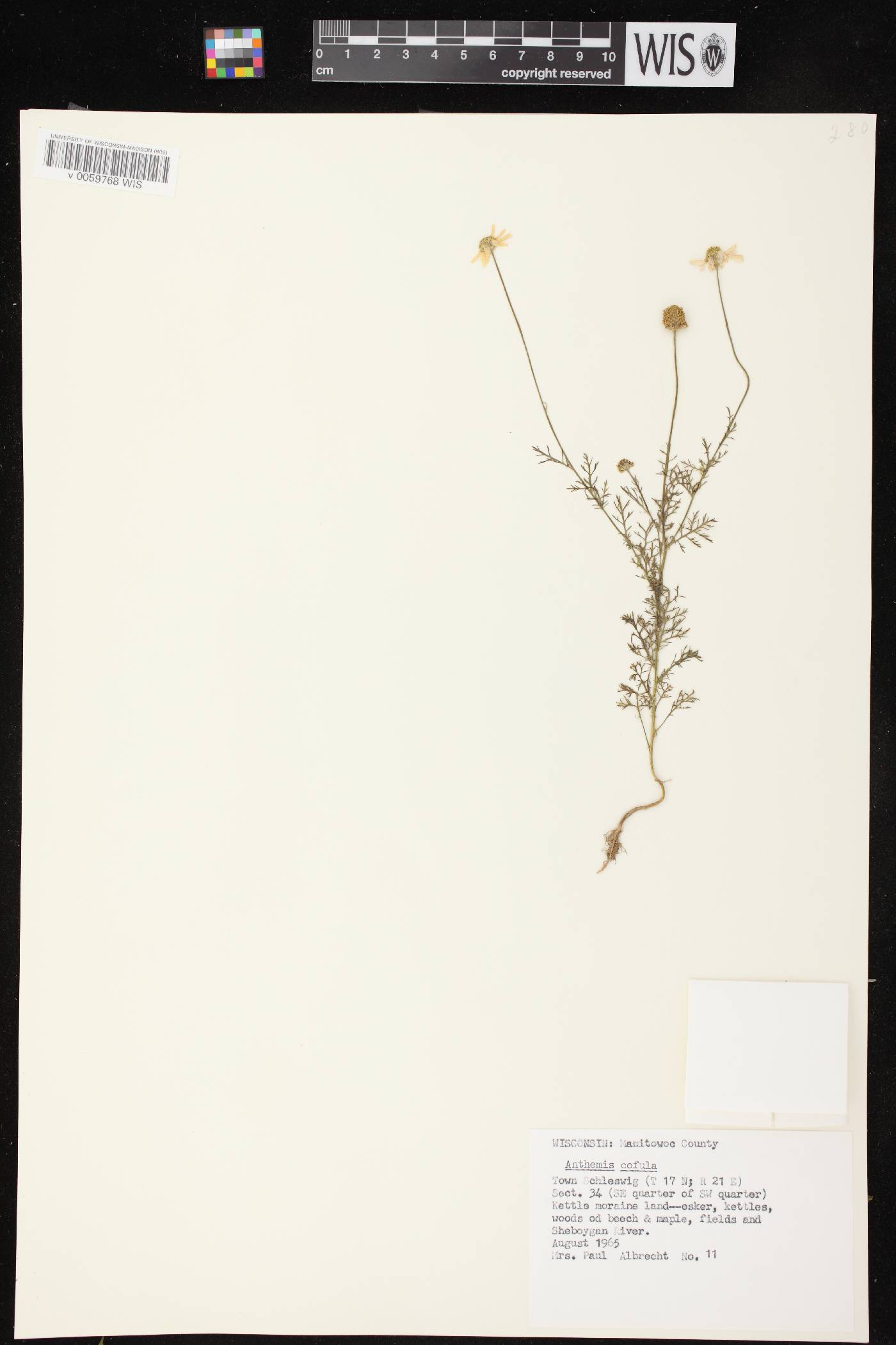 Anthemis cotula image