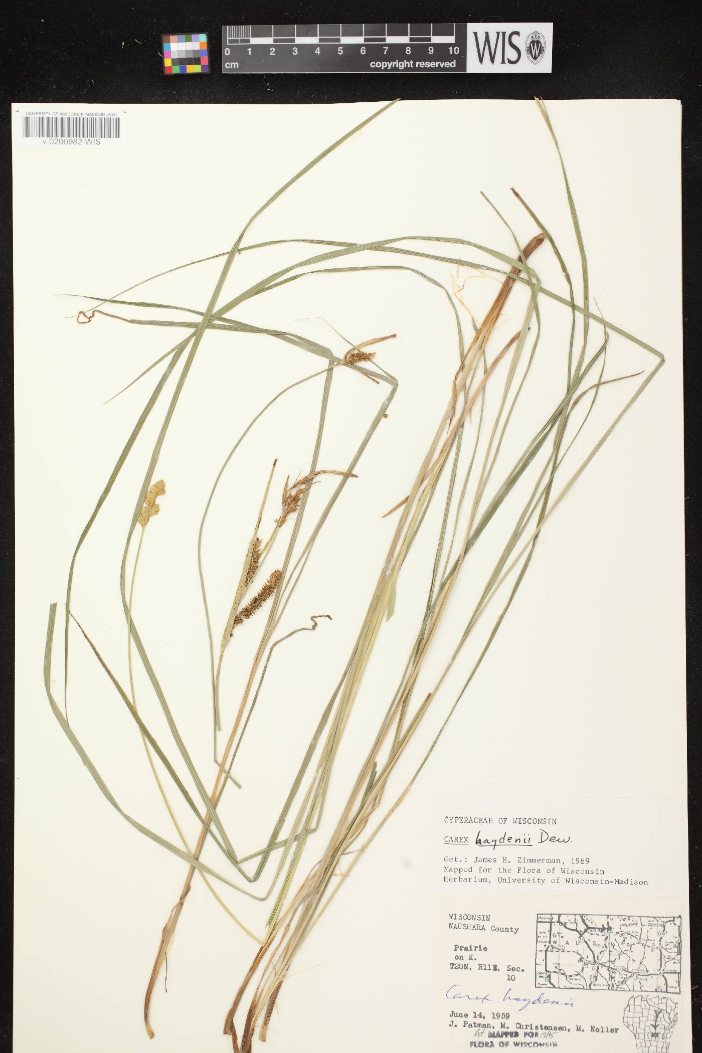 Carex haydenii image