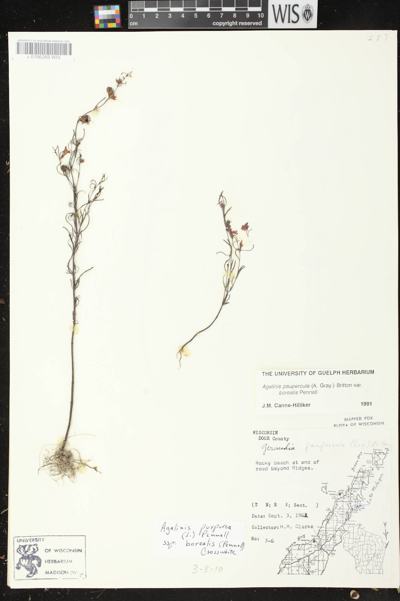 Agalinis paupercula var. borealis image