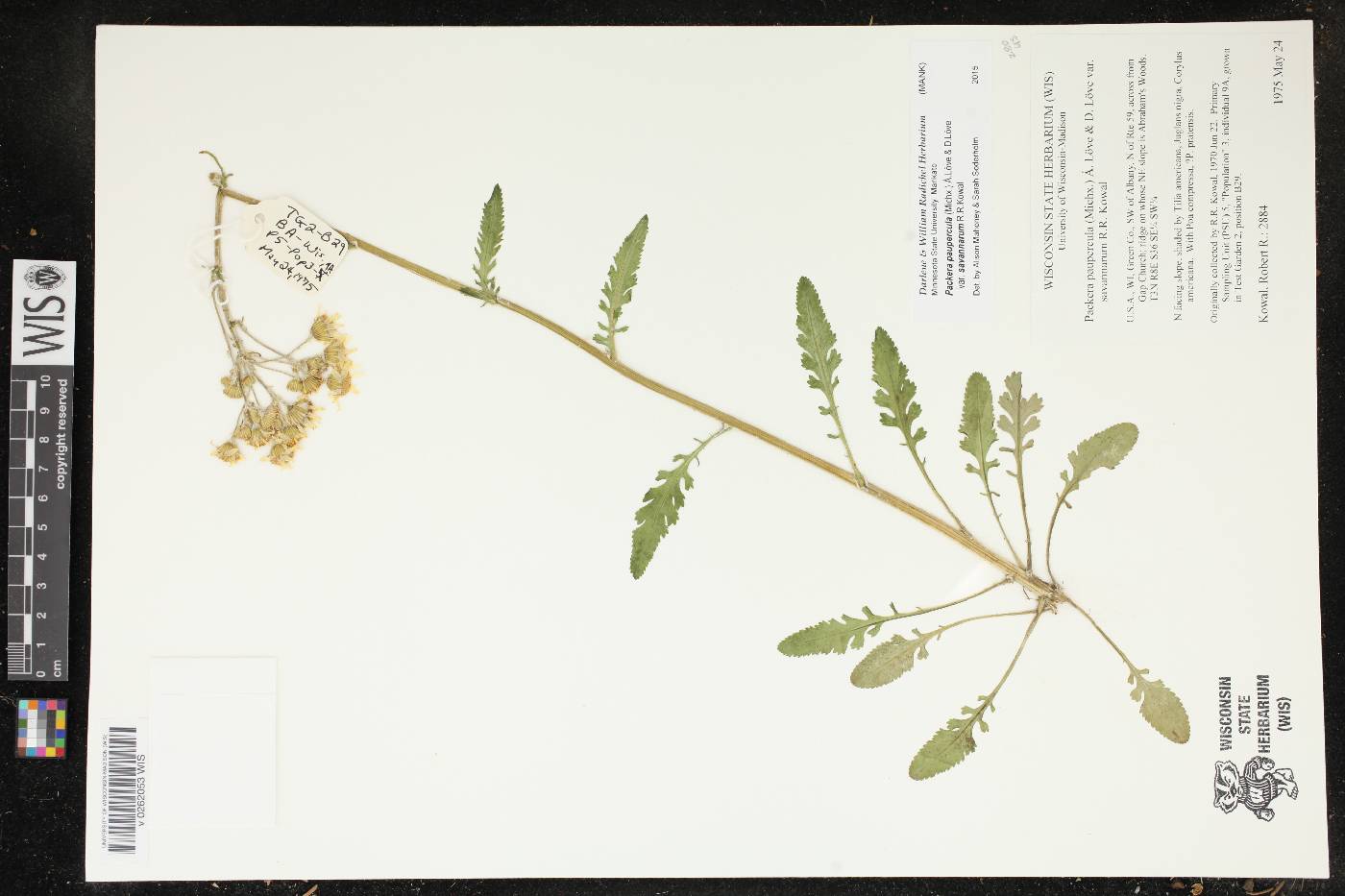 Packera paupercula image