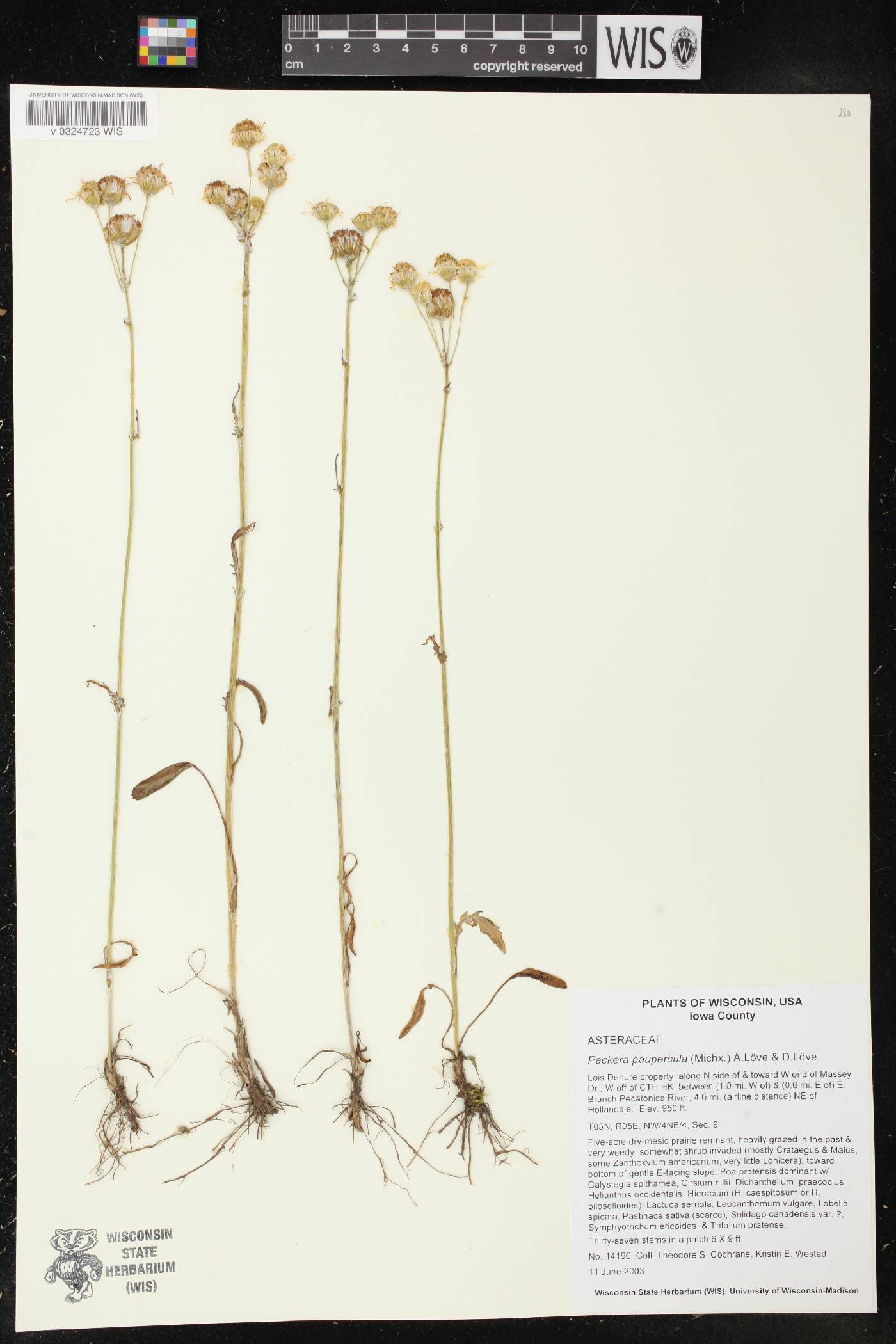 Packera paupercula image