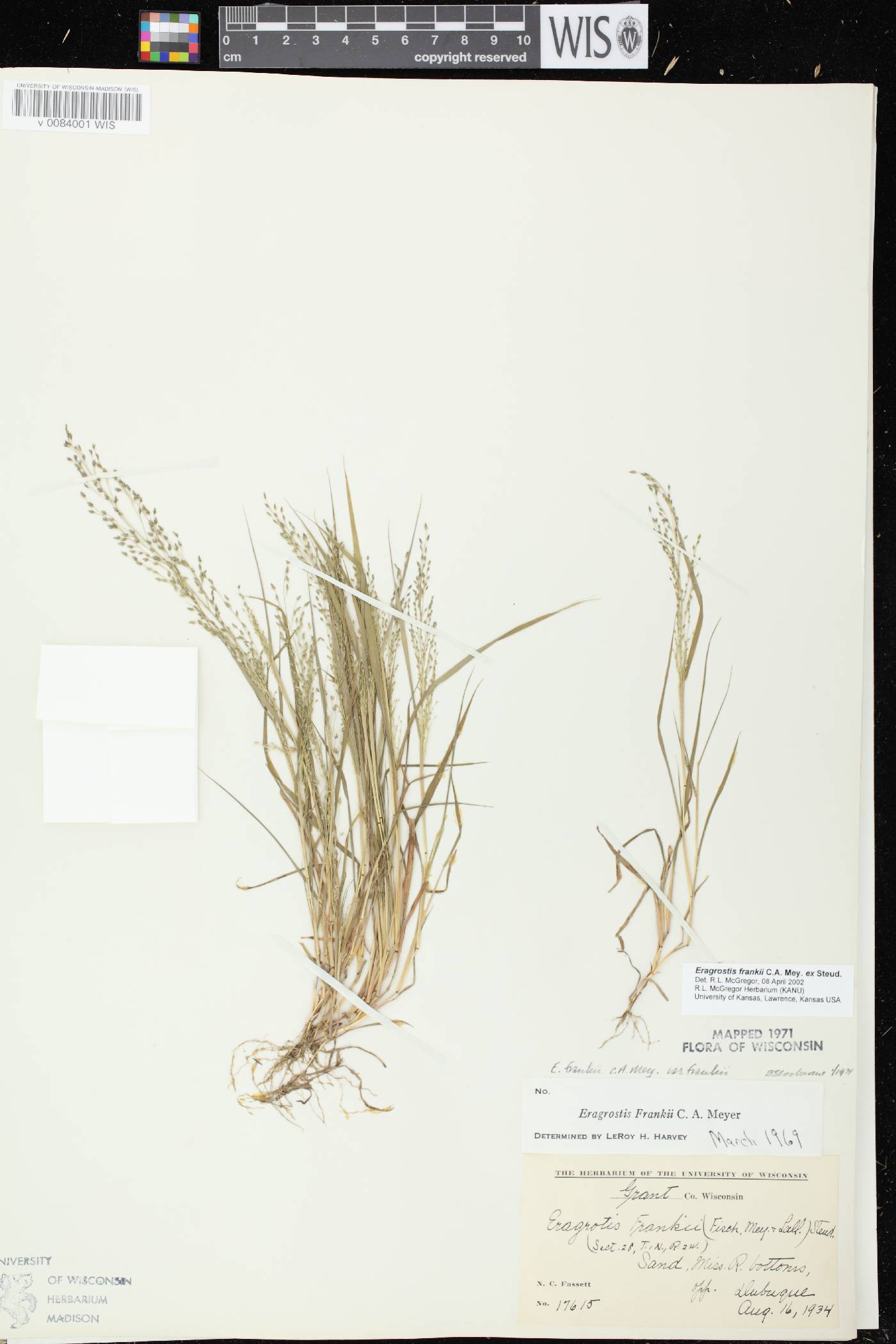 Eragrostis frankii image