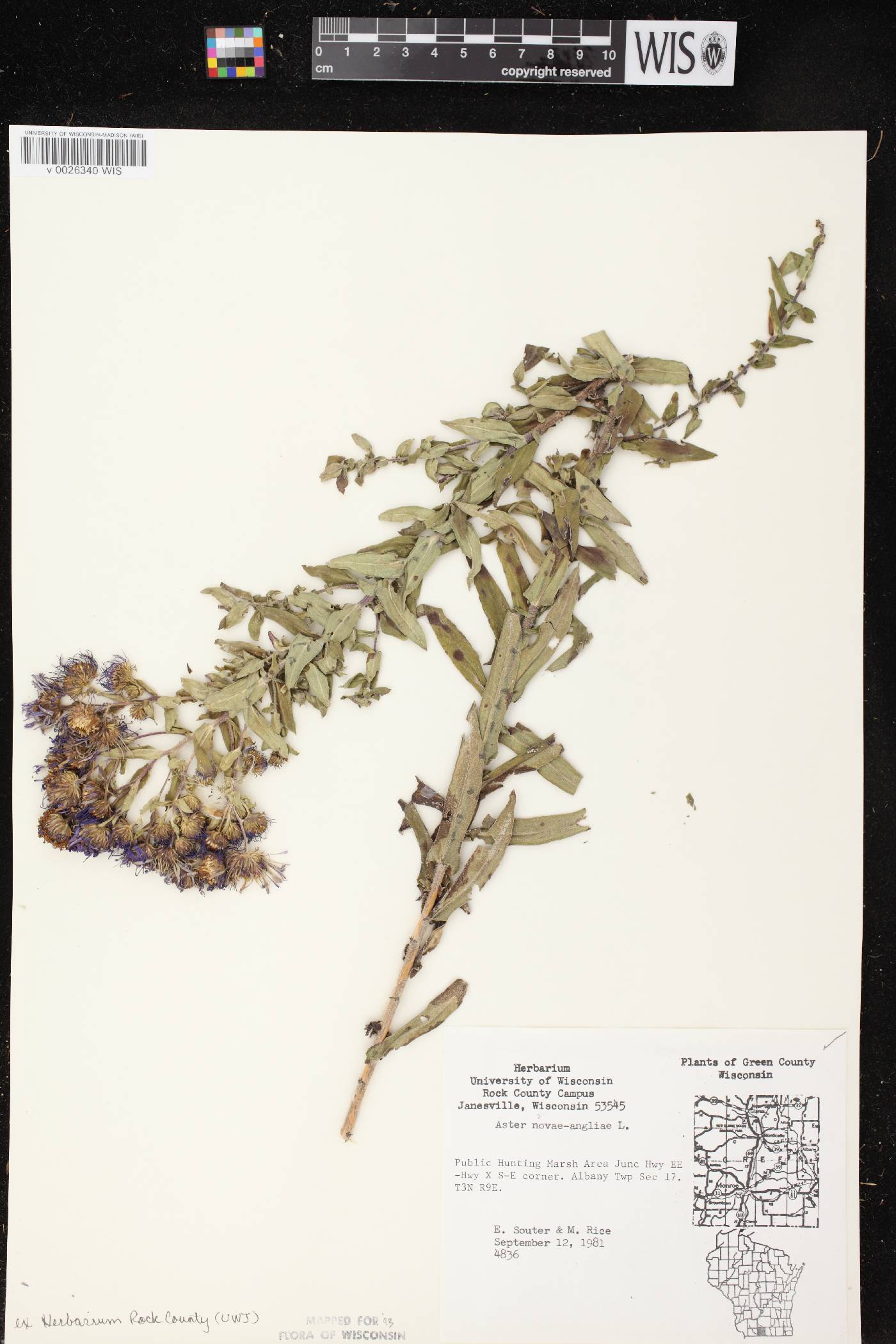 Symphyotrichum novae-angliae image