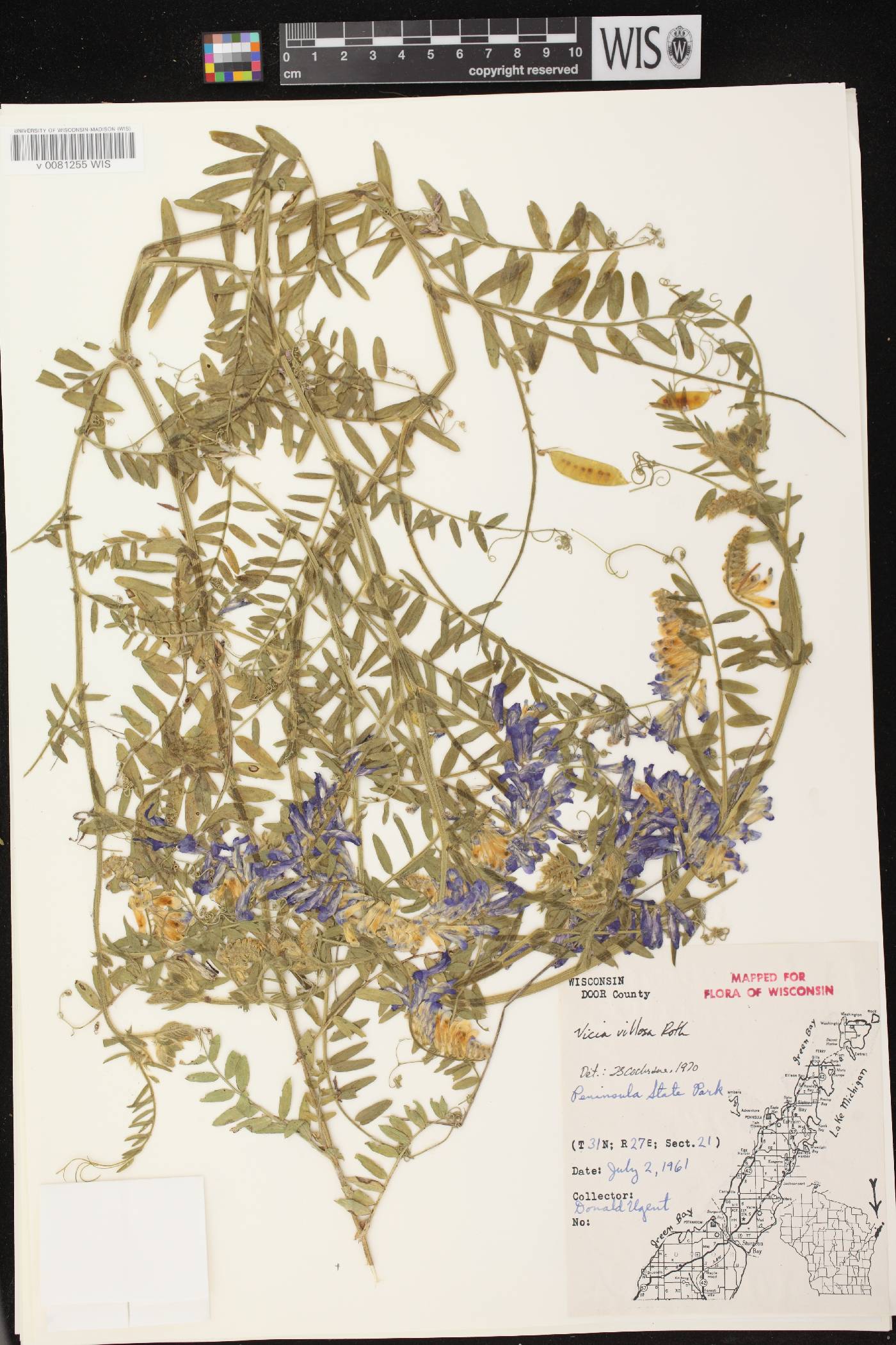 Vicia villosa image