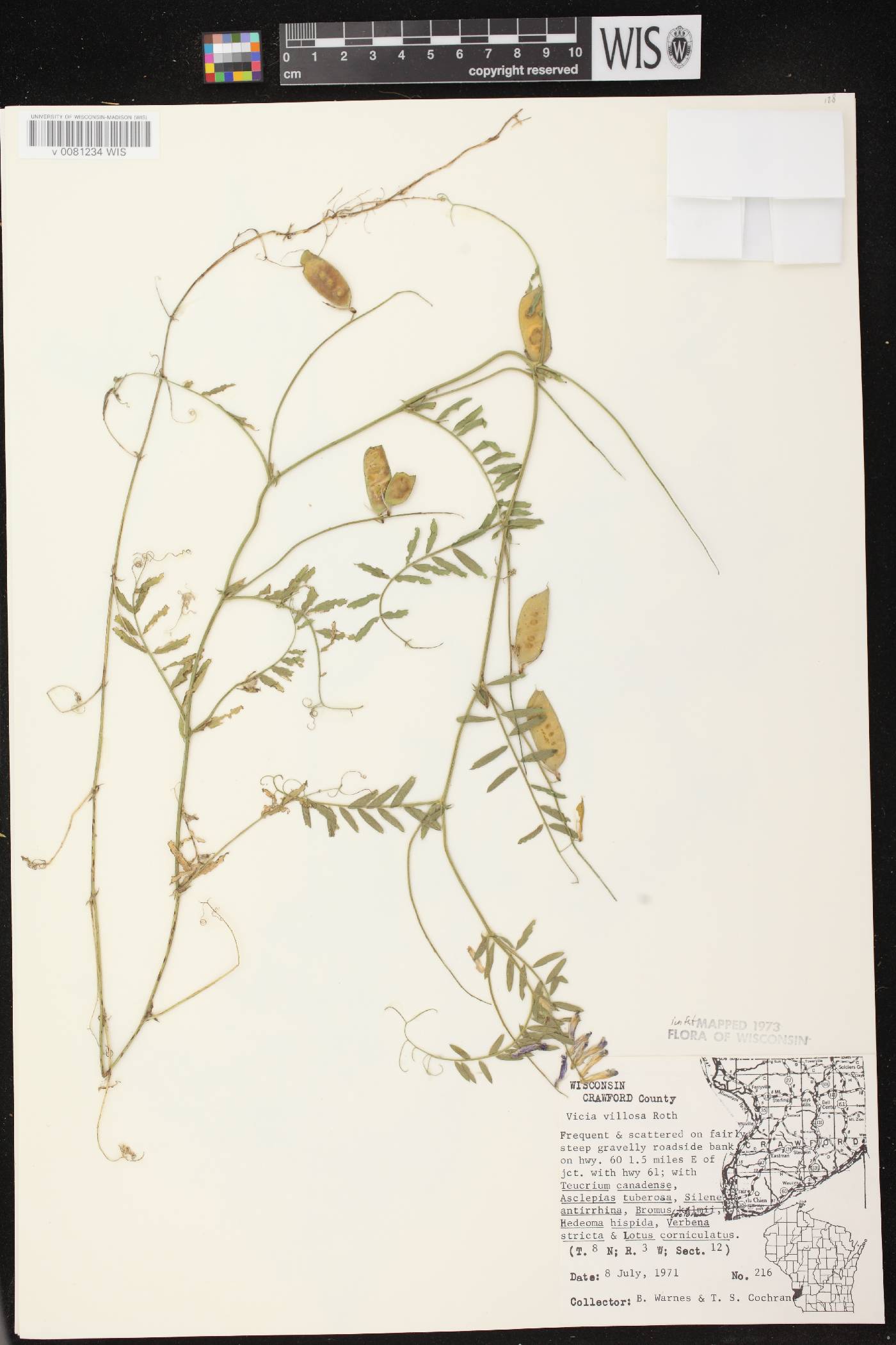 Vicia villosa image
