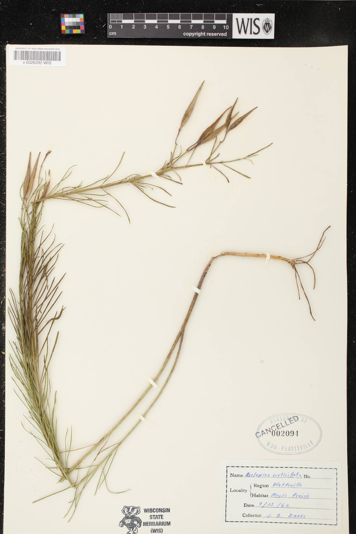 Asclepias verticillata image