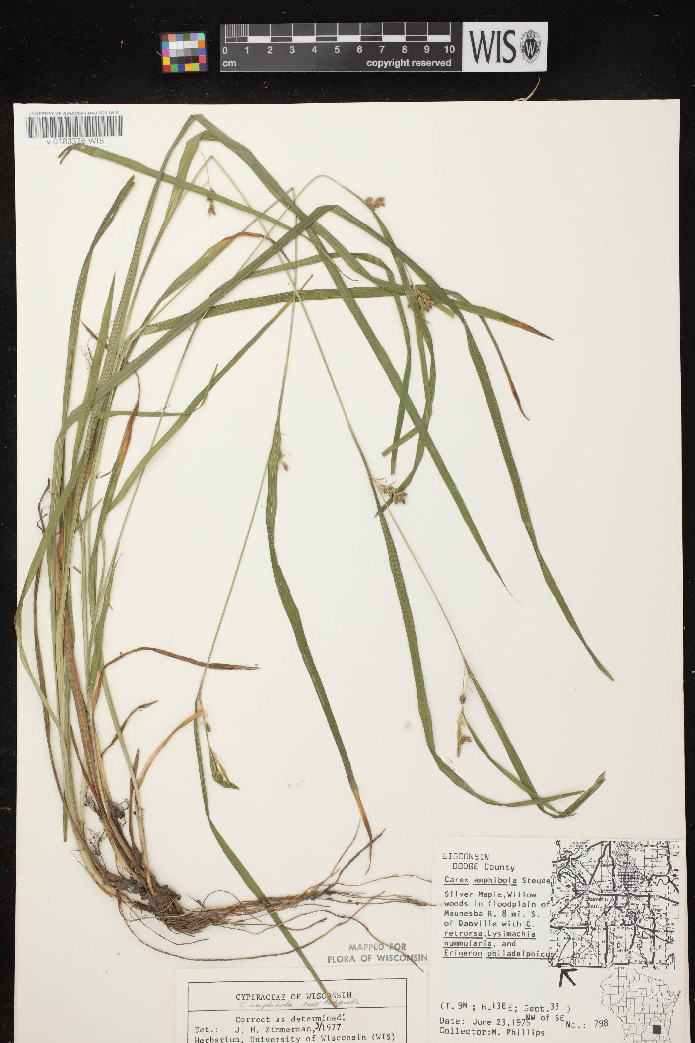 Carex grisea image