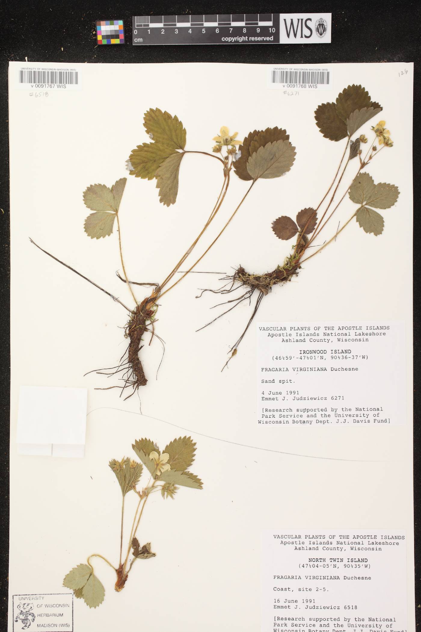 Fragaria virginiana image