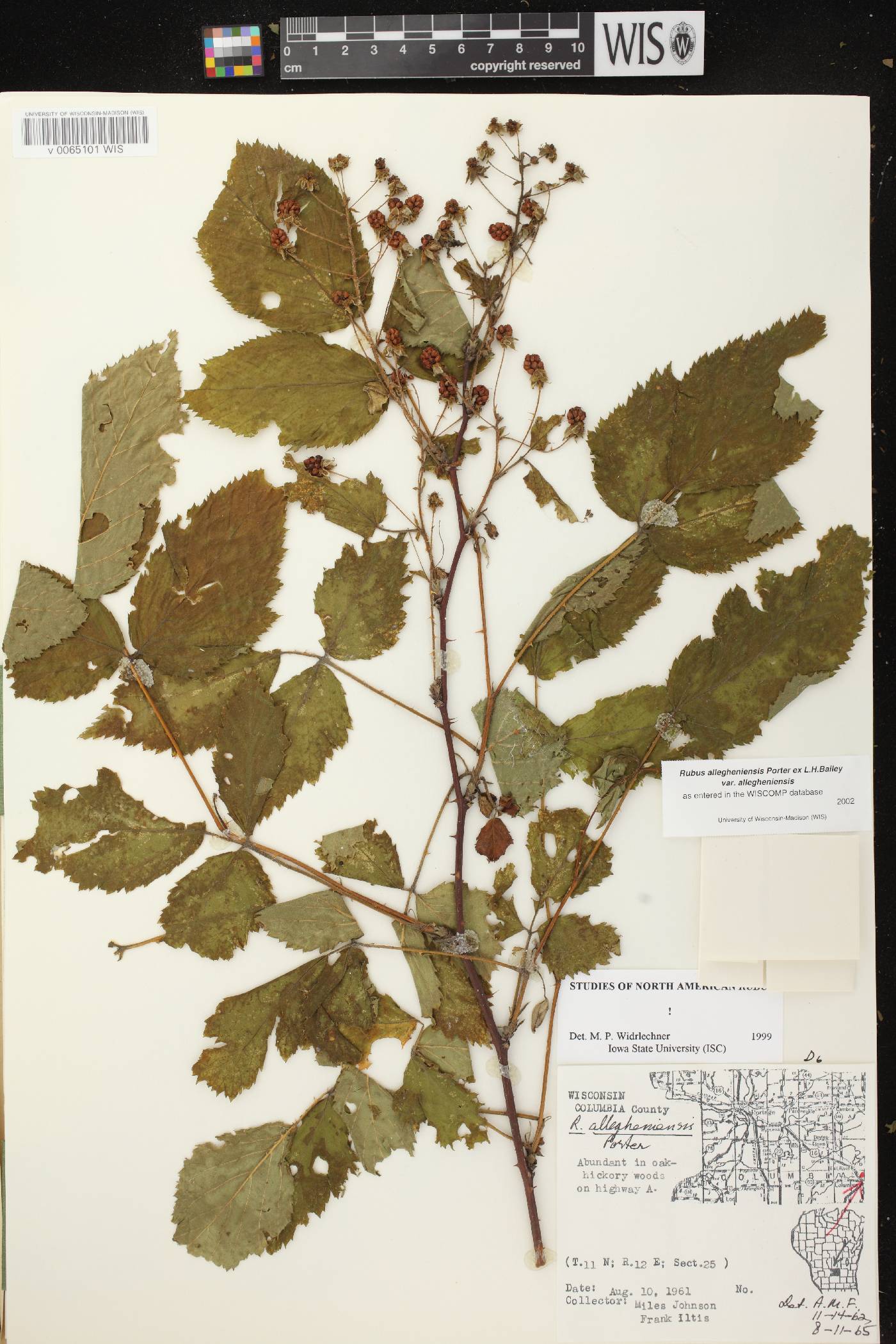 Rubus allegheniensis image