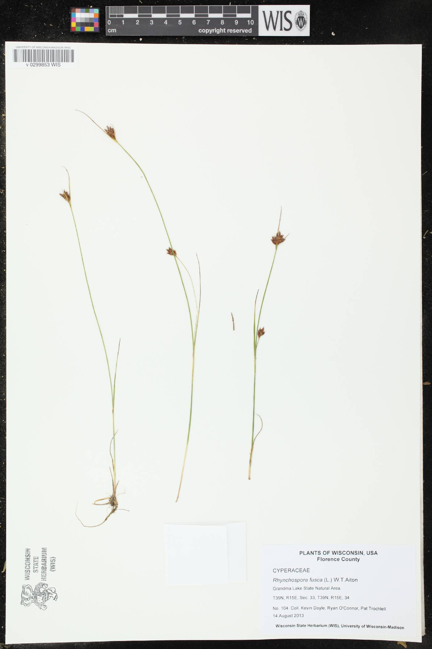 Rhynchospora fusca image