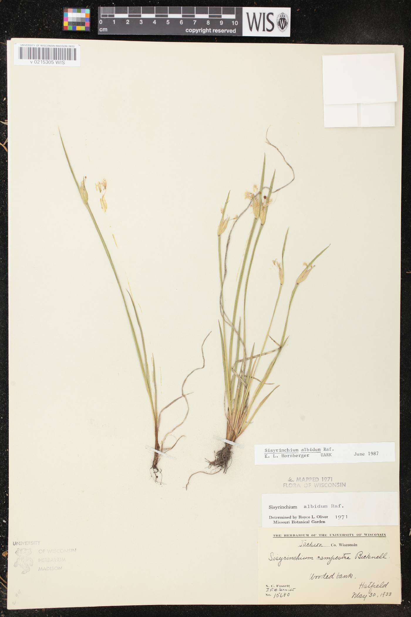 Sisyrinchium albidum image