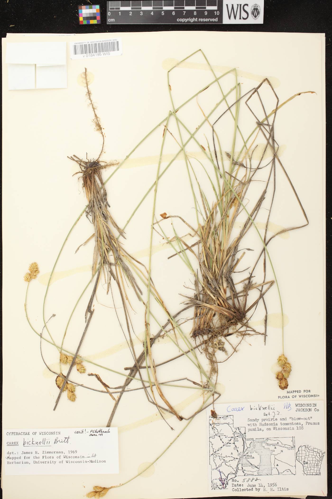 Carex bicknellii image