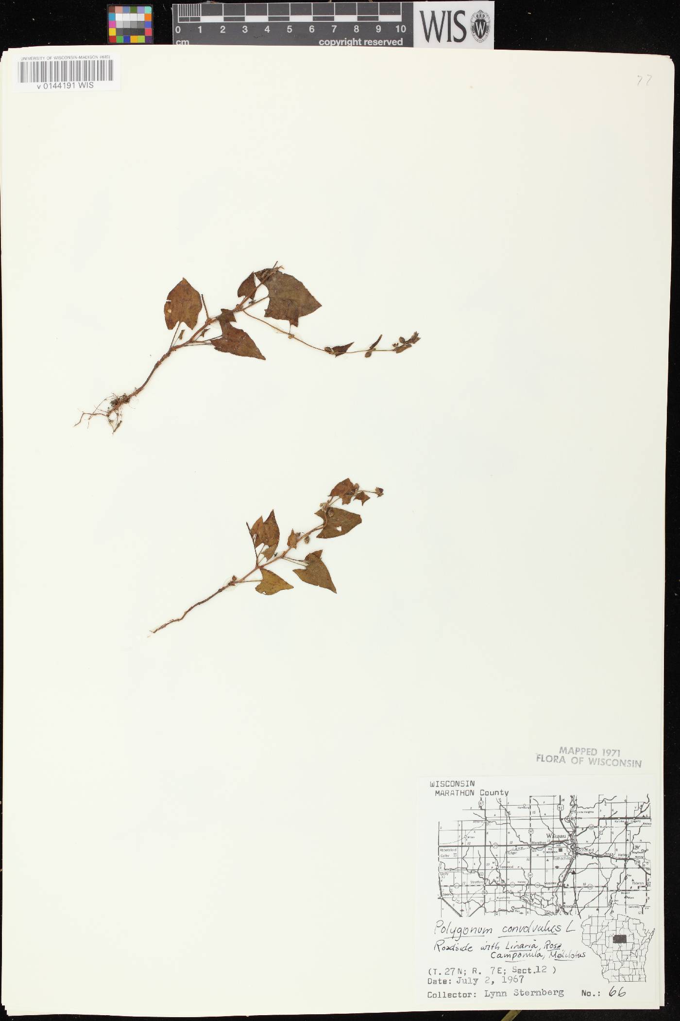 Fallopia convolvulus image