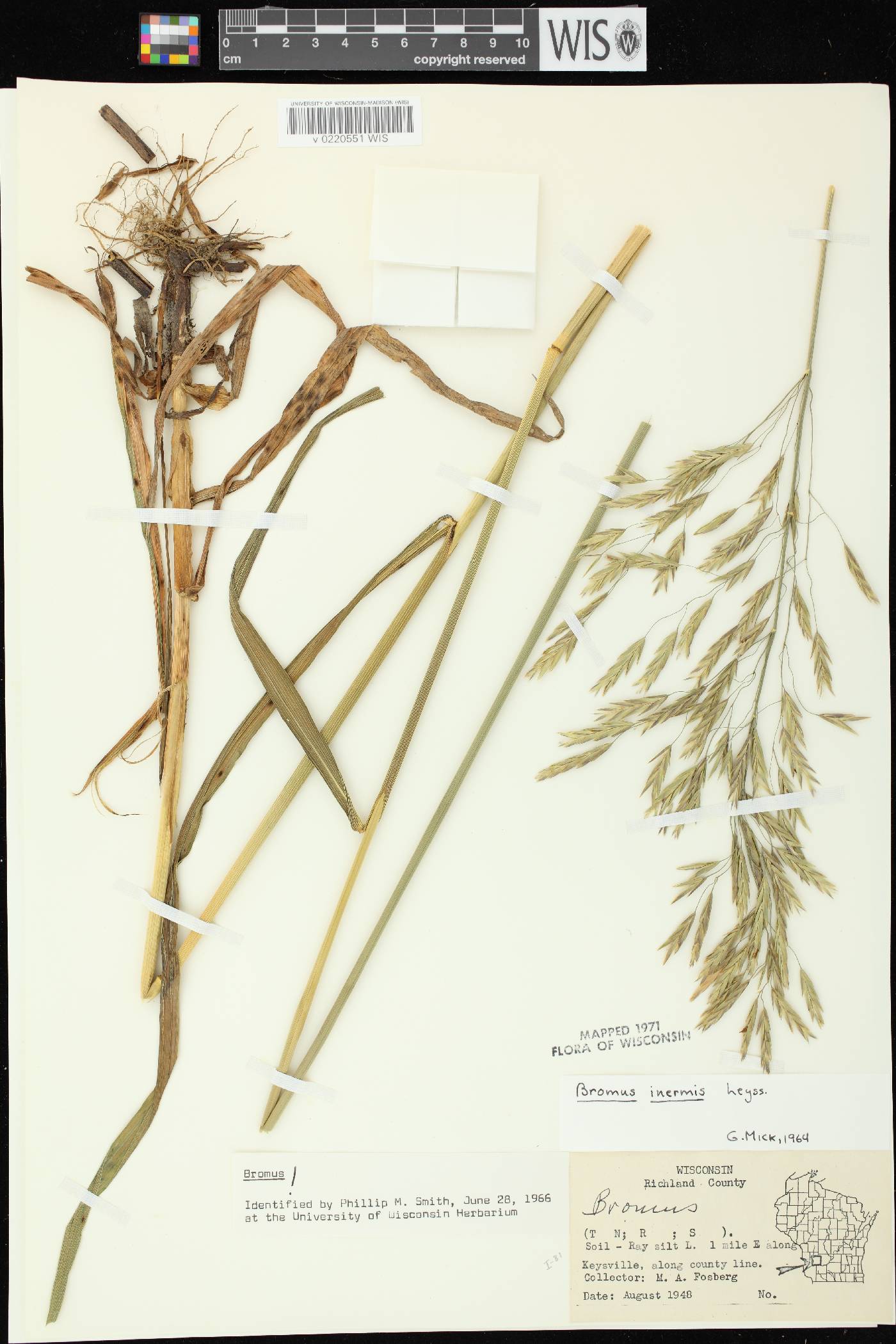 Bromus inermis image